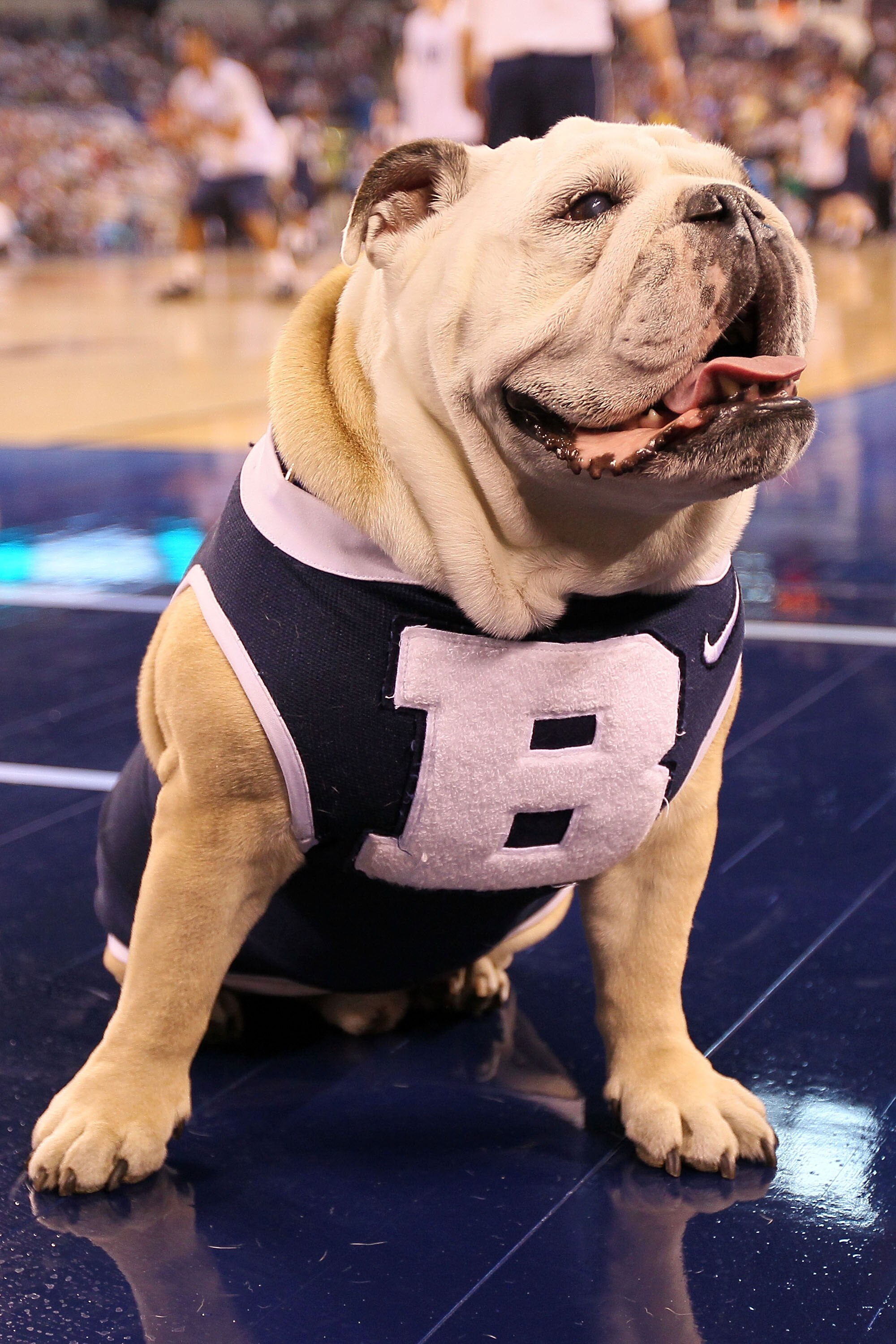 INDIANAPOLIS - APRIL 02:  The Butler Bulldogs mascot on the floor as the Bulldogs practice prior to the 2010 Final Four of the NCAA Division I Men's Basketball Tournament at Lucas Oil Stadium on April 2, 2010 in Indianapolis, Indiana.  (Photo by Andy Lyon