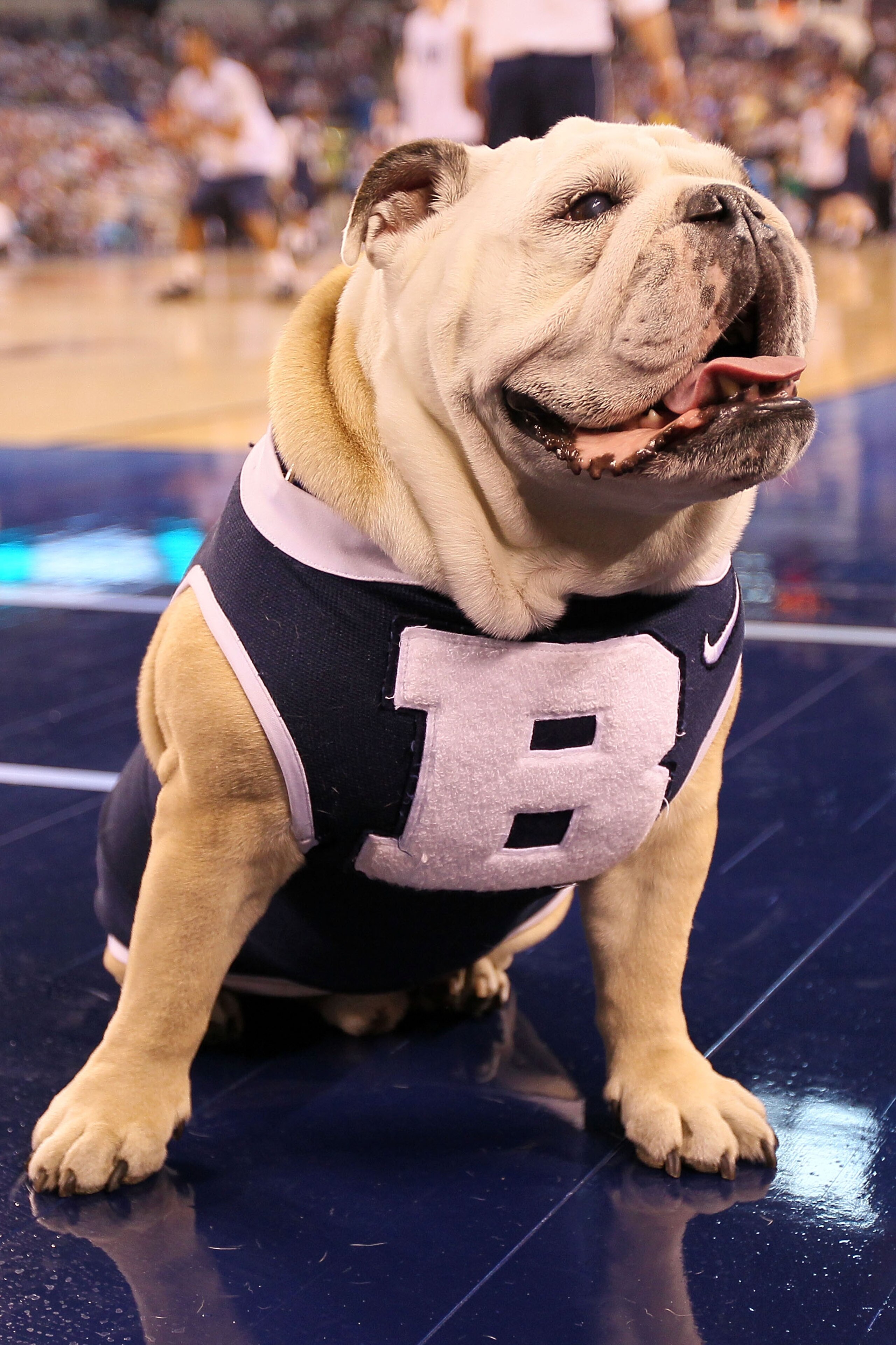 INDIANAPOLIS - APRIL 02:  The Butler Bulldogs mascot on the floor as the Bulldogs practice prior to the 2010 Final Four of the NCAA Division I Men's Basketball Tournament at Lucas Oil Stadium on April 2, 2010 in Indianapolis, Indiana.  (Photo by Andy Lyon