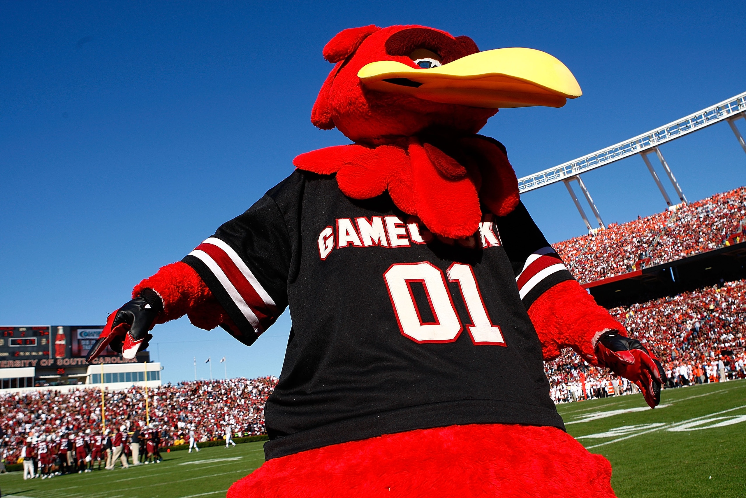 COLUMBIA, SC - NOVEMBER 28:  Cocky, the South Carolina Gamecocks mascot celebrates a first half touchdown against the Clemson Tigers at Williams-Brice Stadium on November 28, 2009 in Columbia, South Carolina.  (Photo by Scott Halleran/Getty Images)