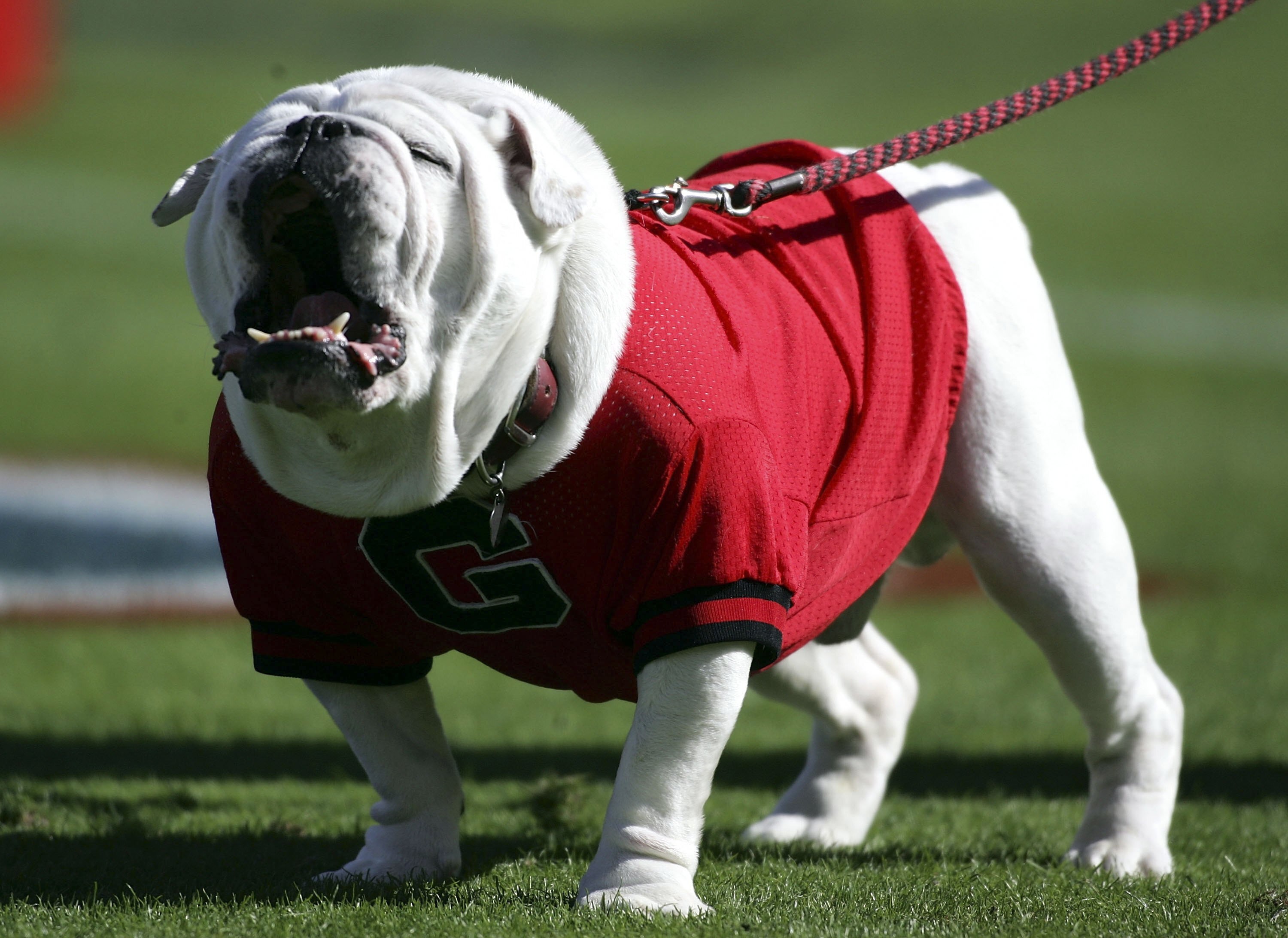 JACKSONVILLE, FL - OCTOBER 28:  The Georgia Bulldogs mascot 'Uga' barks in the end zone during a game against the Florida Gators at Alltel  Stadium on October 28, 2006 in Jacksonville, Florida. Florida defeated Georgia 21-14.  (Photo by Marc Serota/Getty