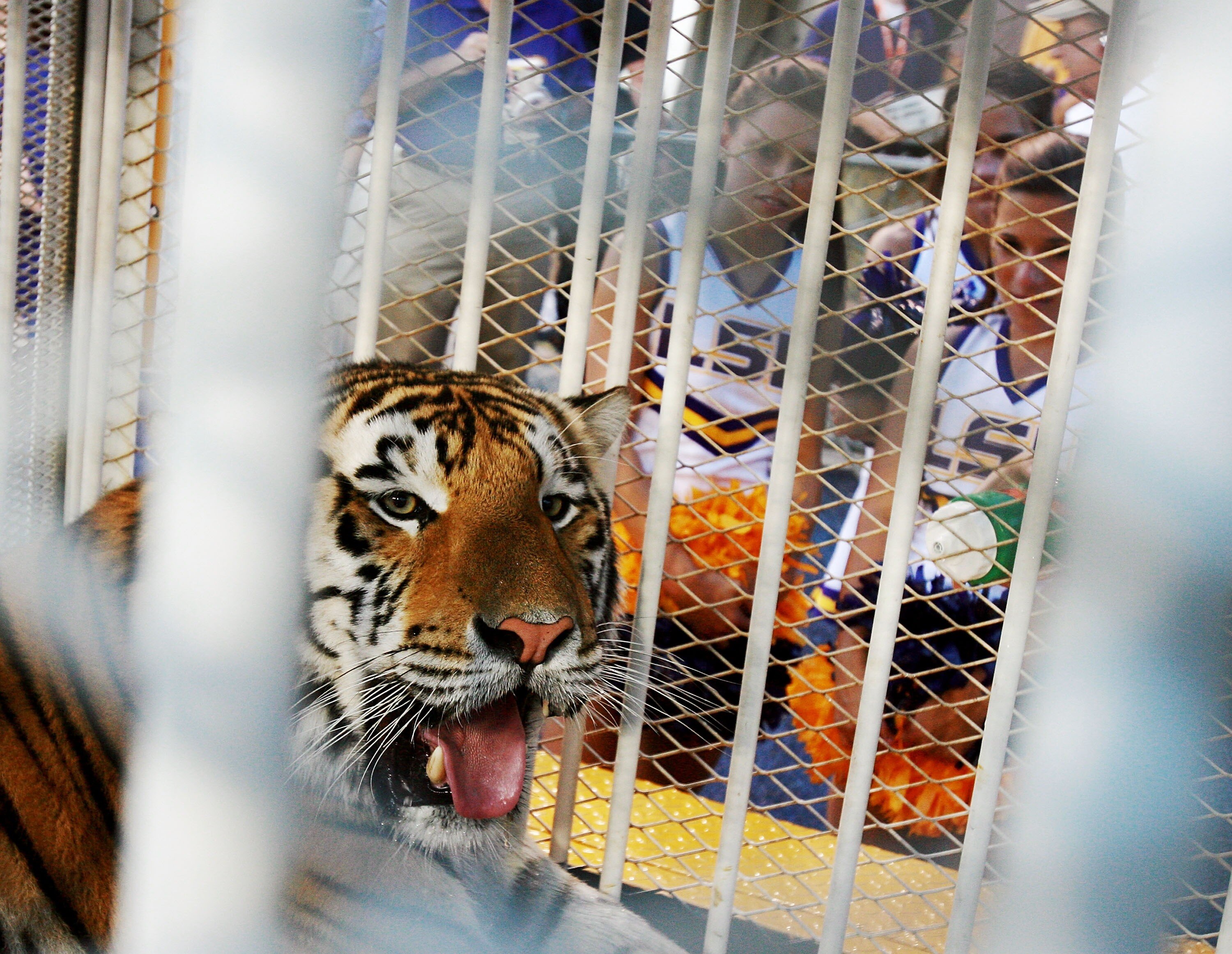 BATON ROUGE, LA - OCTOBER 06:  LSU mascot Mike VI, a Bengal/Siberian mixed tiger, is displayed on the field before the Florida Gators take on the LSU Tigers at Tiger Stadium on October 6, 2007 in Baton Rouge, Louisiana.  (Photo by Doug Benc/Getty Images)