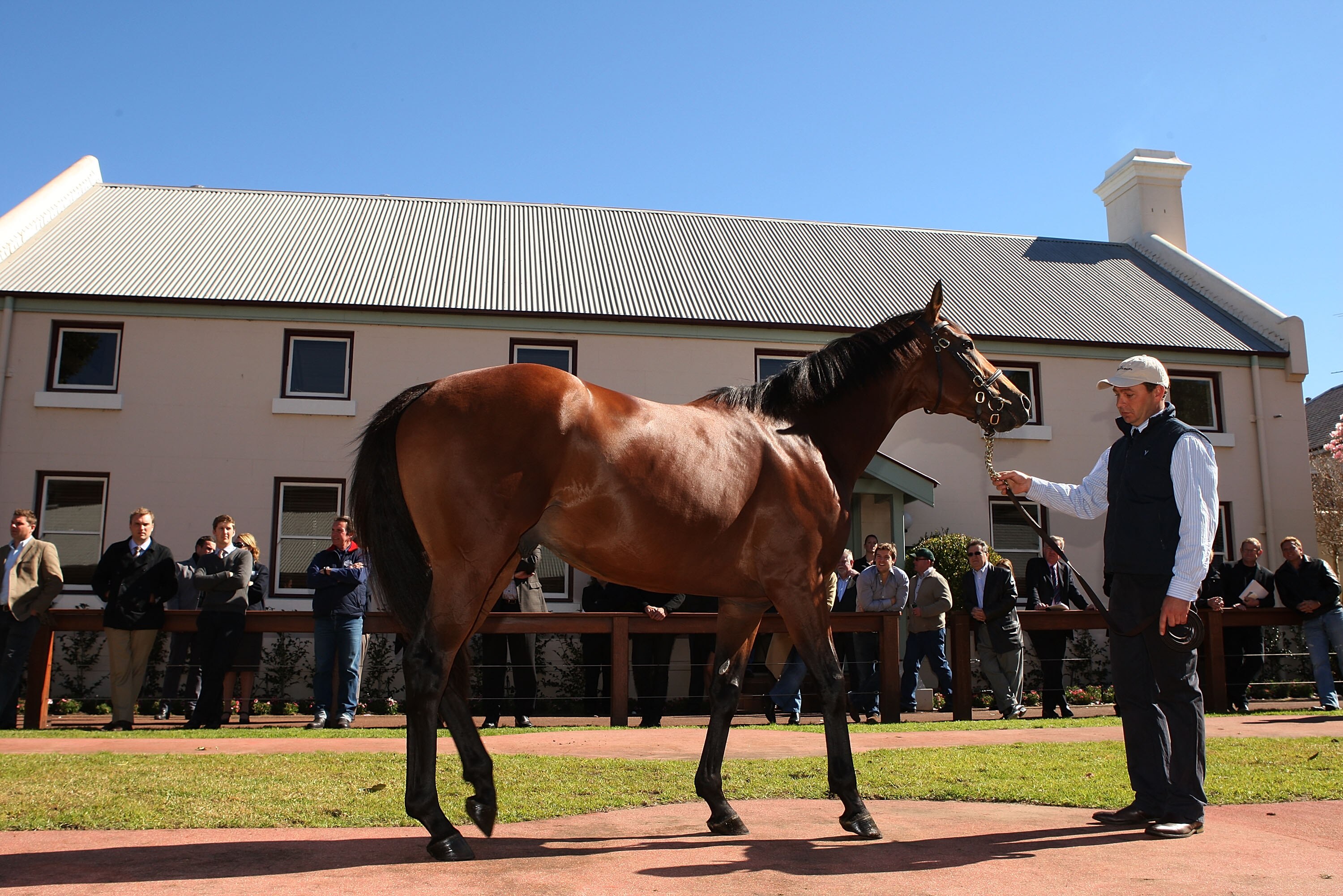 SYDNEY, AUSTRALIA - AUGUST 16:  World champion racehorse Big Brown is paraded at the Inglis Stables on August 16, 2010 in Sydney, Australia. The American horse has earned four group 1 wins in his career including victory at the Kentucky Derby and will ent