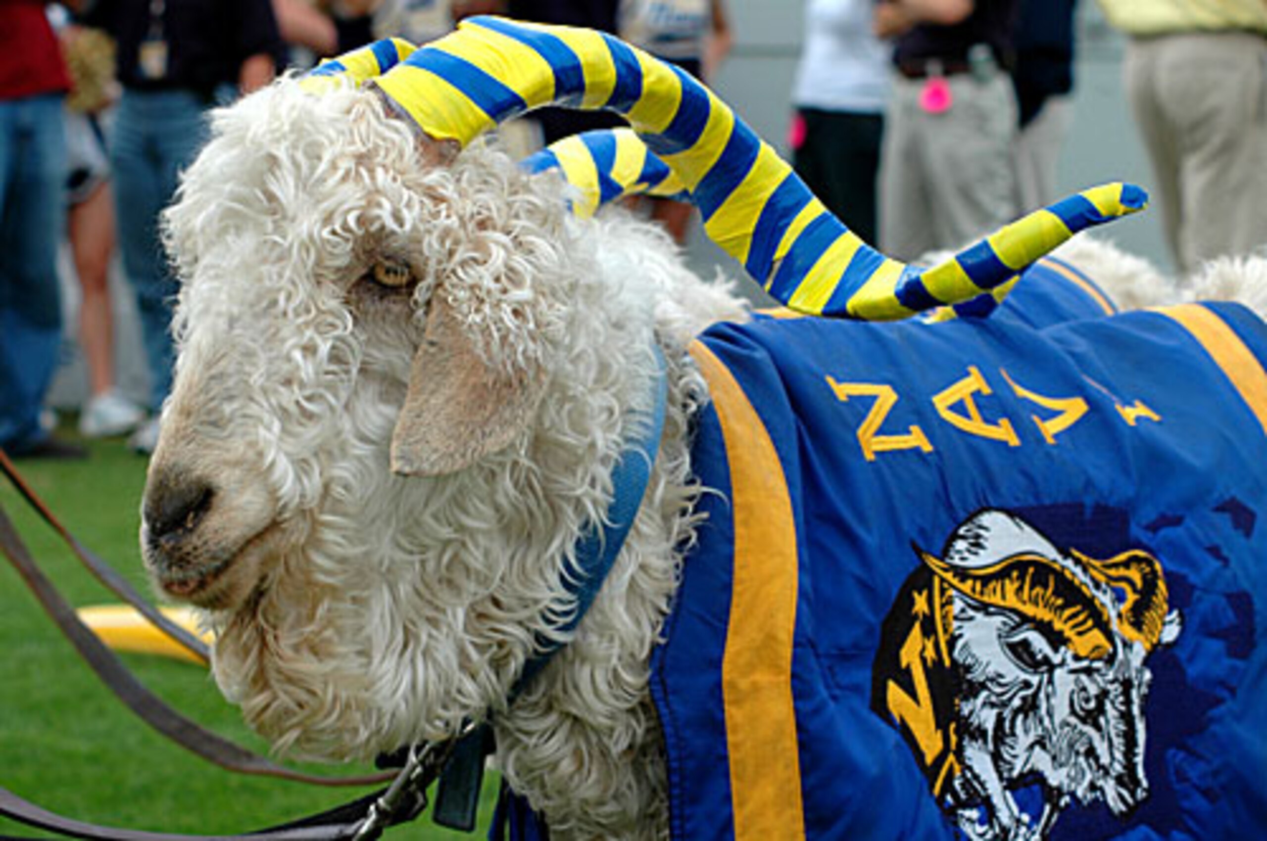 Presidents have been in this mascot's habitual stealing.