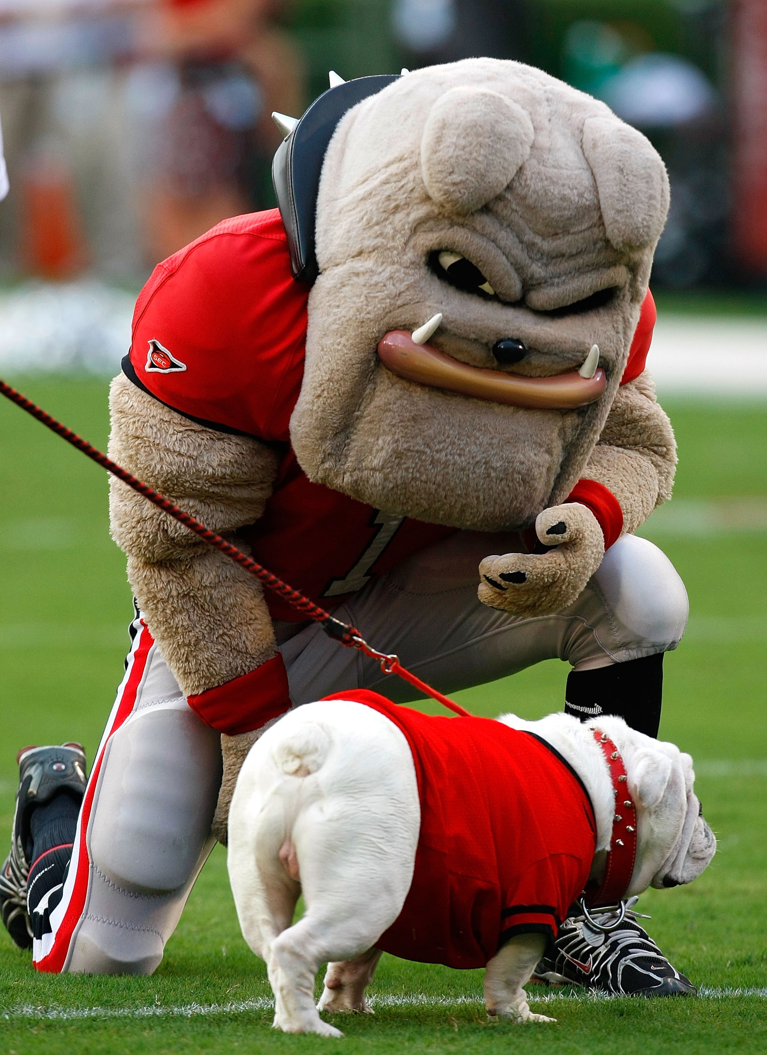 ATHENS, GA - SEPTEMBER 12: Hairy, the mascot of the Georgia Bulldogs, approaches UGA VII before facing the South Carolina Gamecocks at Sanford Stadium on September 12, 2009 in Athens, Georgia. (Photo by Kevin C. Cox/Getty Images) ATHENS, GA - SEPTEMBER 12: Hairy, the mascot of the Georgia Bulldogs, approaches UGA VII before facing the South Carolina Gamecocks at Sanford Stadium on September 12, 2009 in Athens, Georgia. (Photo by Kevin C. Cox/Getty Images)
