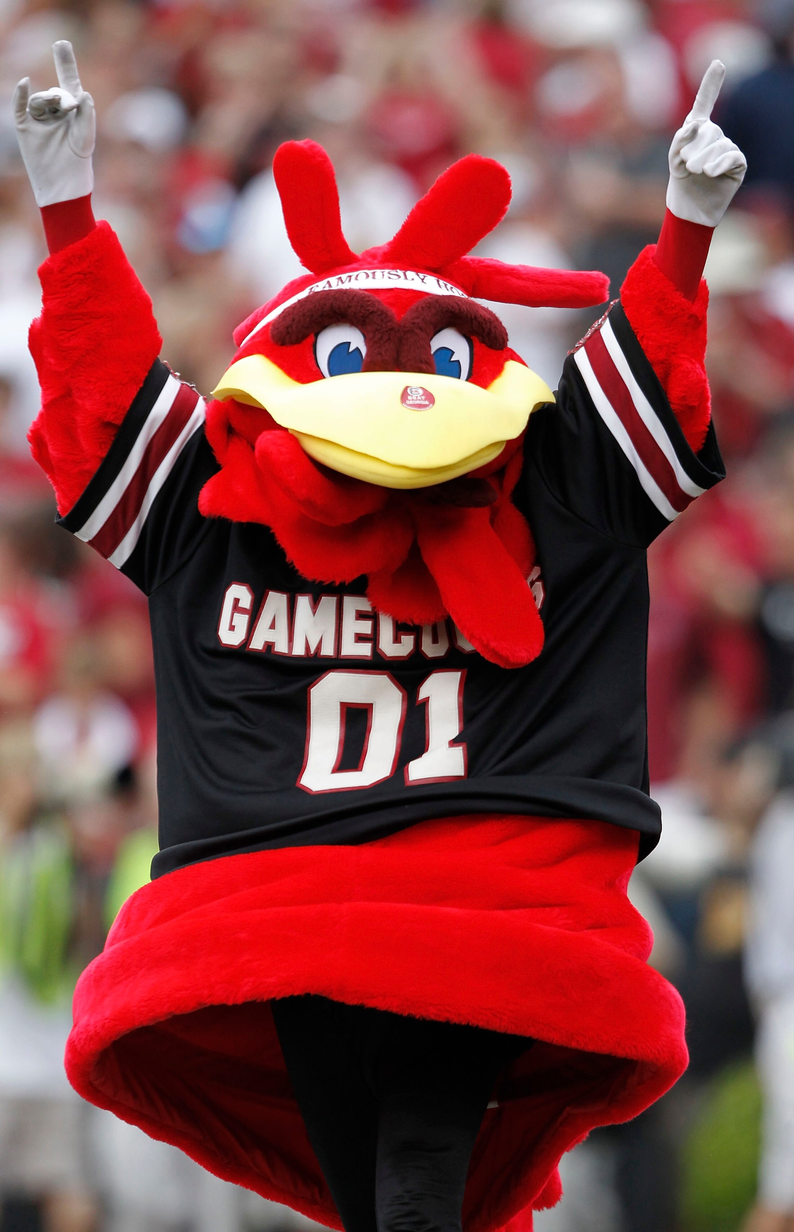 COLUMBIA, SC - SEPTEMBER 11: South Carolina Gamecocks mascot Cocky celebrates during the game against the Georgia Bulldogs at Williams-Brice Stadium on September 11, 2010 in Columbia, South Carolina. The Gamecocks beat the Bulldogs 17-6. (Photo by Mike Za