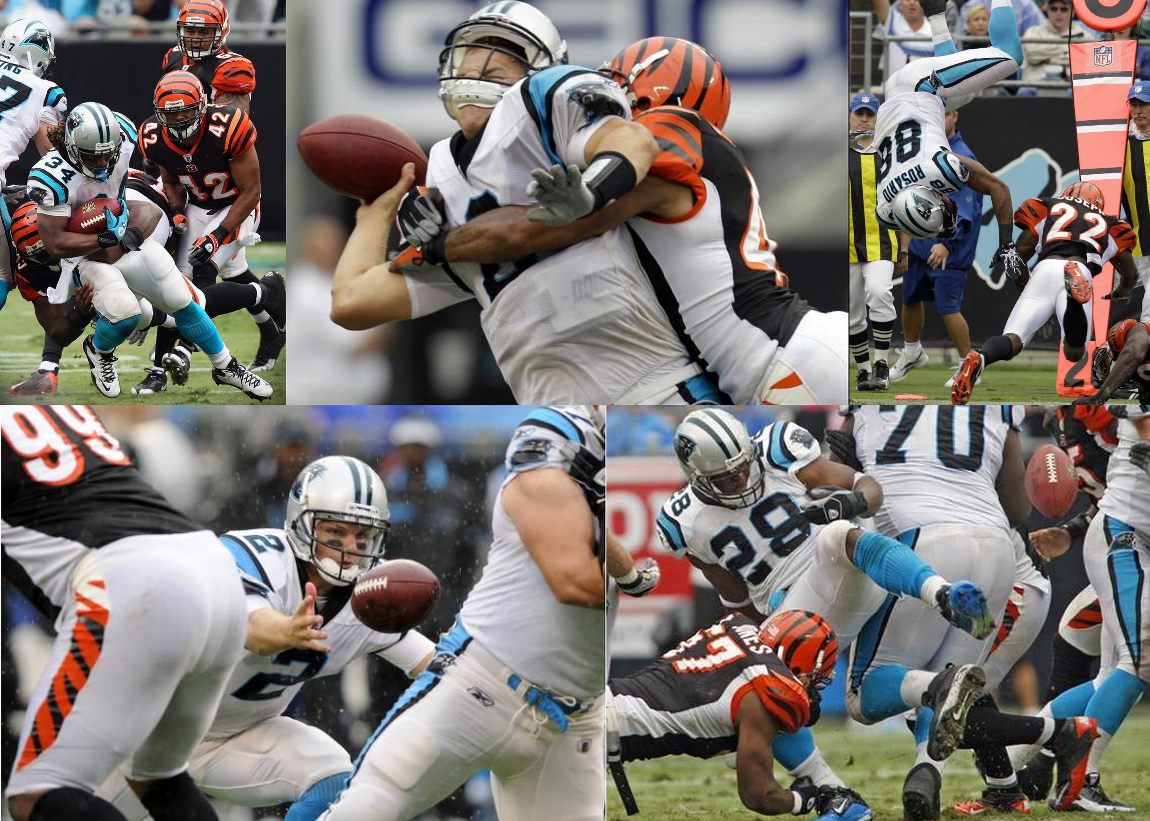 Predator Bengals Maul Baby Panthers