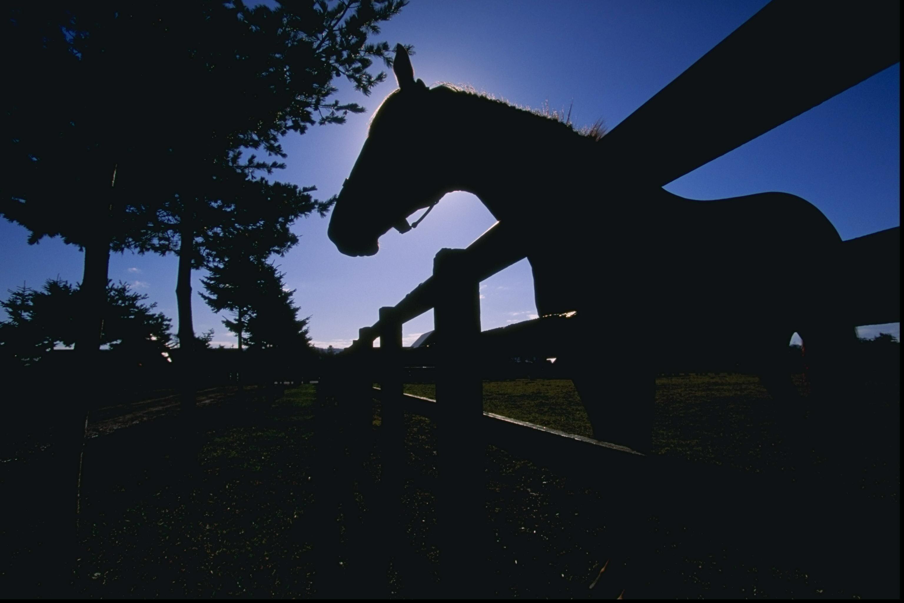 Nov 1996:  A Silhouette of a horse at Arrow Head stud farm in Shizunai, Japan. Mandatory Credit: Anton Want/Allsport