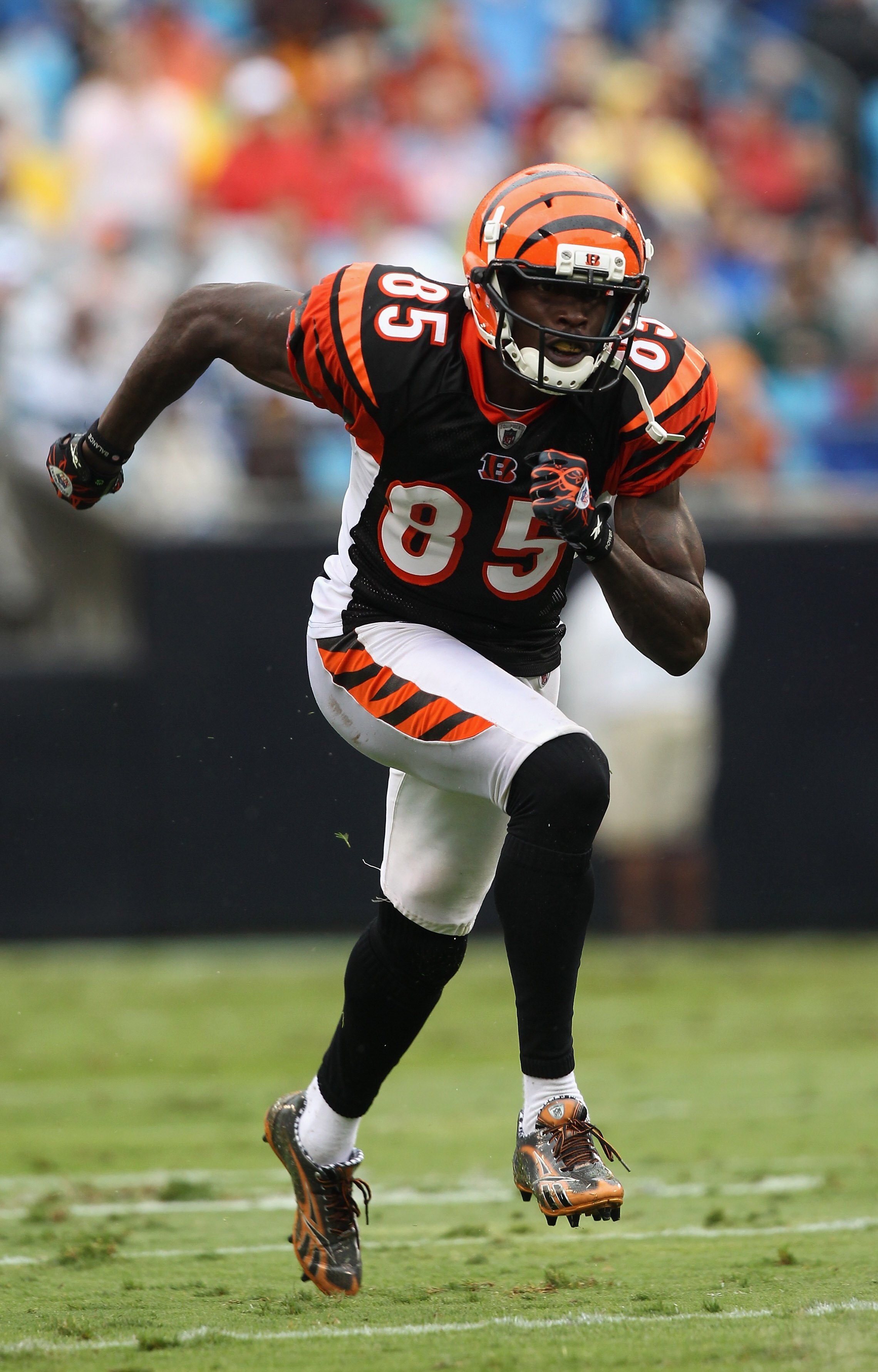 CHARLOTTE, NC - SEPTEMBER 26:  Chad Ochocinco #85 of the Cincinnati Bengals during their game against the Carolina Panthers at Bank of America Stadium on September 26, 2010 in Charlotte, North Carolina.  (Photo by Streeter Lecka/Getty Images)