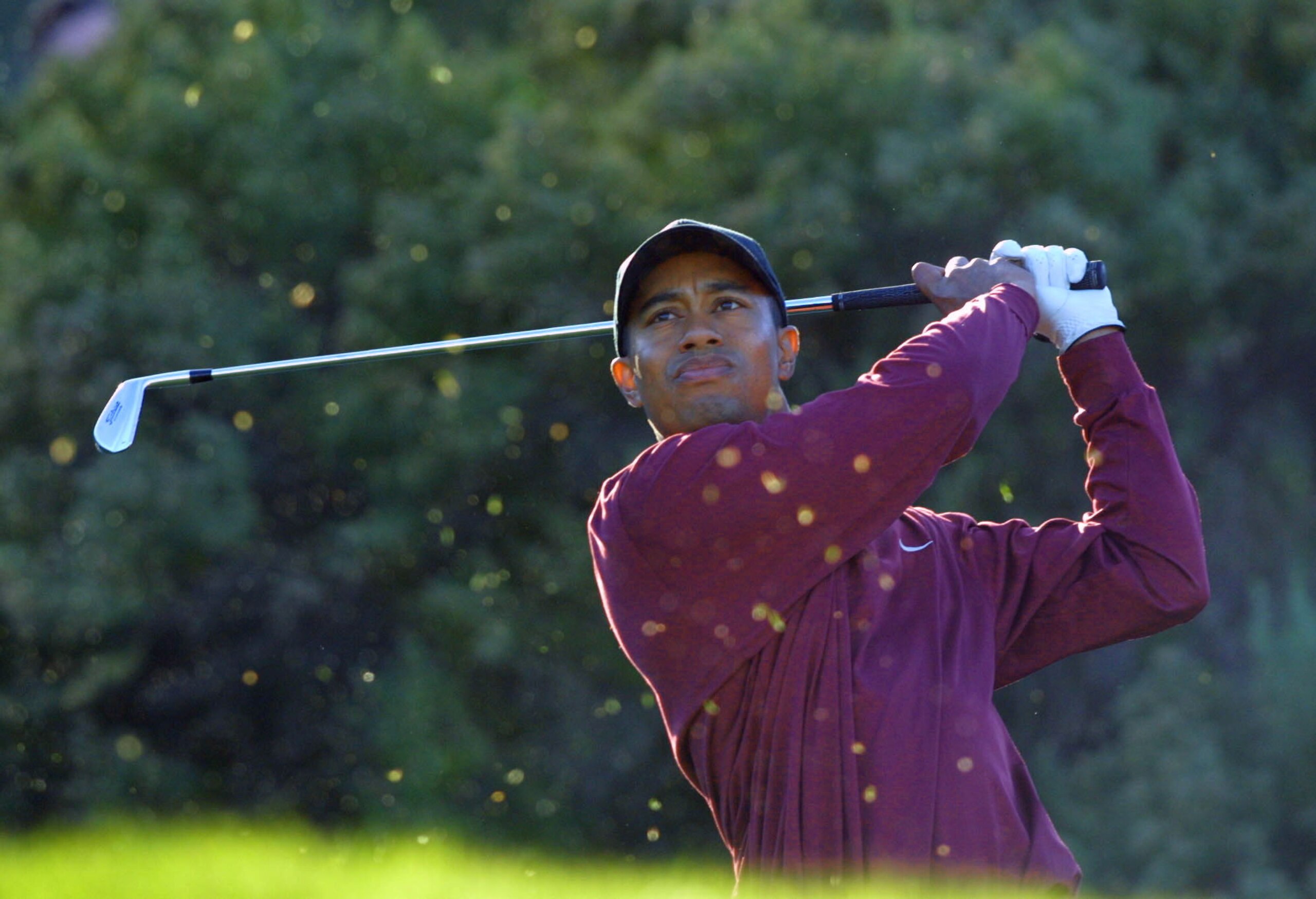16 Dec 2001:  Tiger Woods hits his tee shot on the 16th hole during the final round of the Williams World Challenge at Sherwood Country Club in Thousand Oaks, California. DIGITAL IMAGE.  Mandatory Credit: Scott Halleran/ALLSPORT