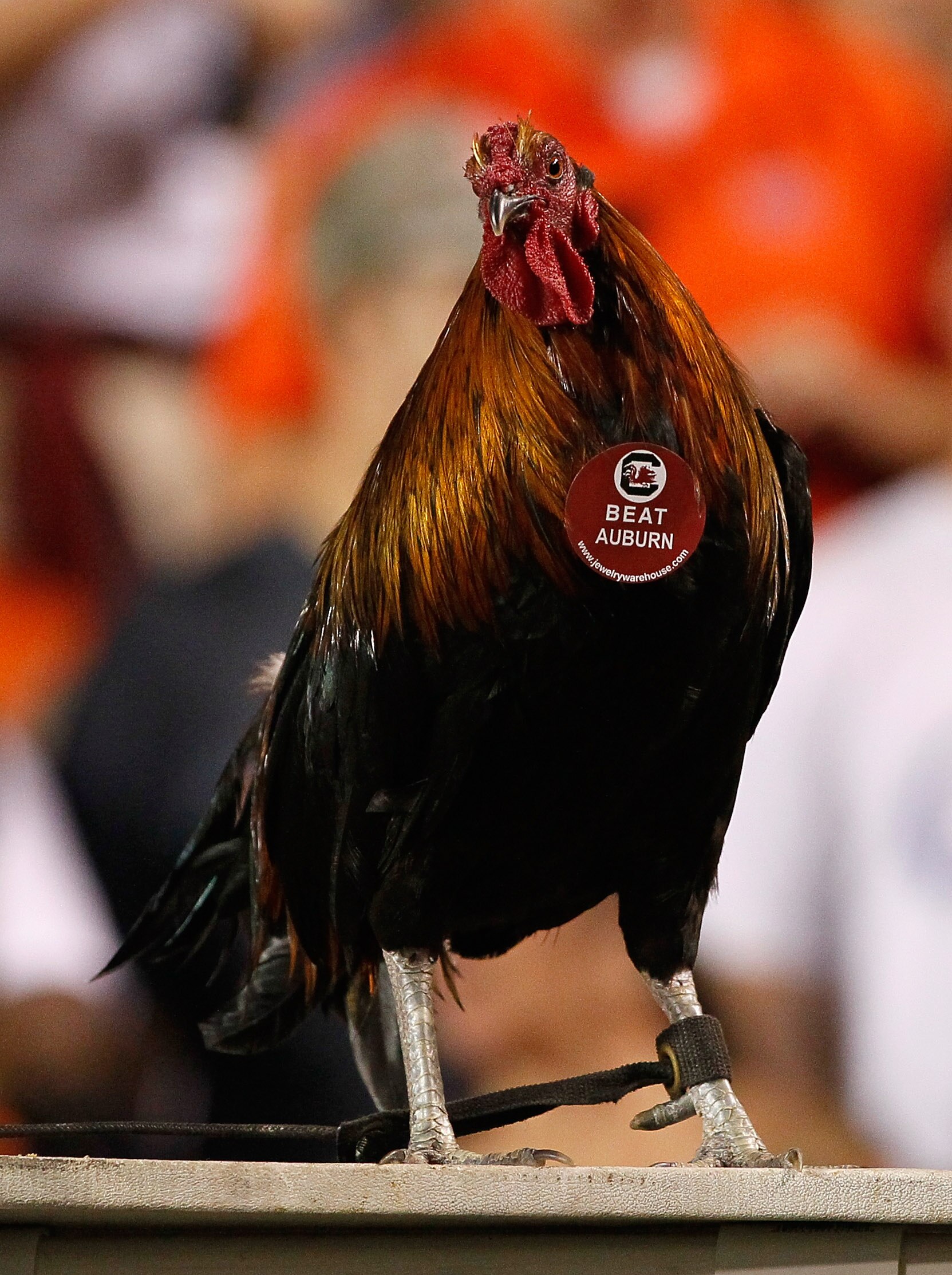 AUBURN, AL - SEPTEMBER 25:  Sir Big Spur, mascot of the South Carolina Gamecocks, against the Auburn Tigers at Jordan-Hare Stadium on September 25, 2010 in Auburn, Alabama.  (Photo by Kevin C. Cox/Getty Images)