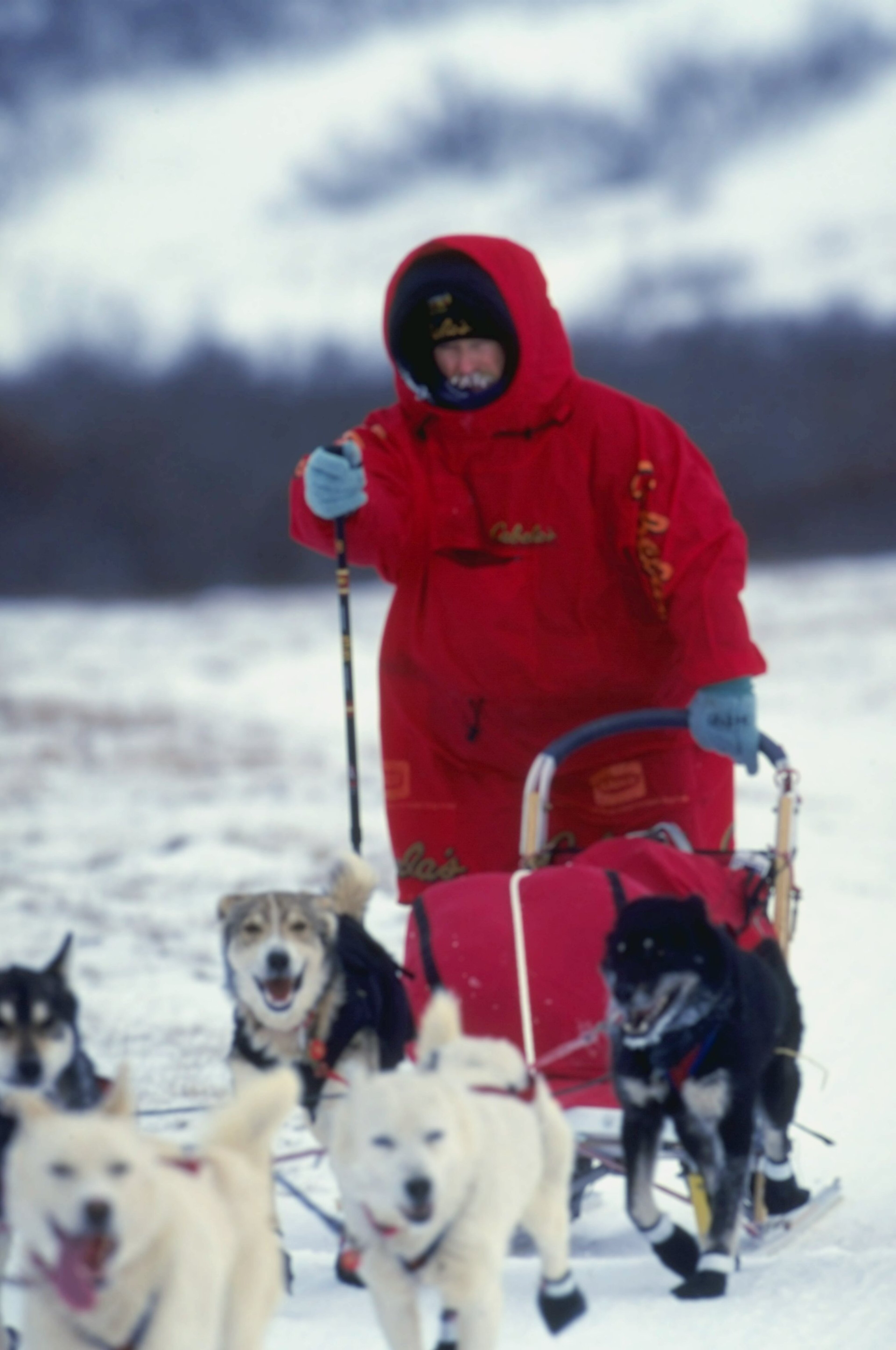 15 Mar 1999: Jeff King mushes his dogs during the Iditarod Trail Race in Alaska. Mandatory Credit: Ezra O. Shaw /Allsport 15 Mar 1999: Jeff King mushes his dogs during the Iditarod Trail Race in Alaska. Mandatory Credit: Ezra O. Shaw /Allsport