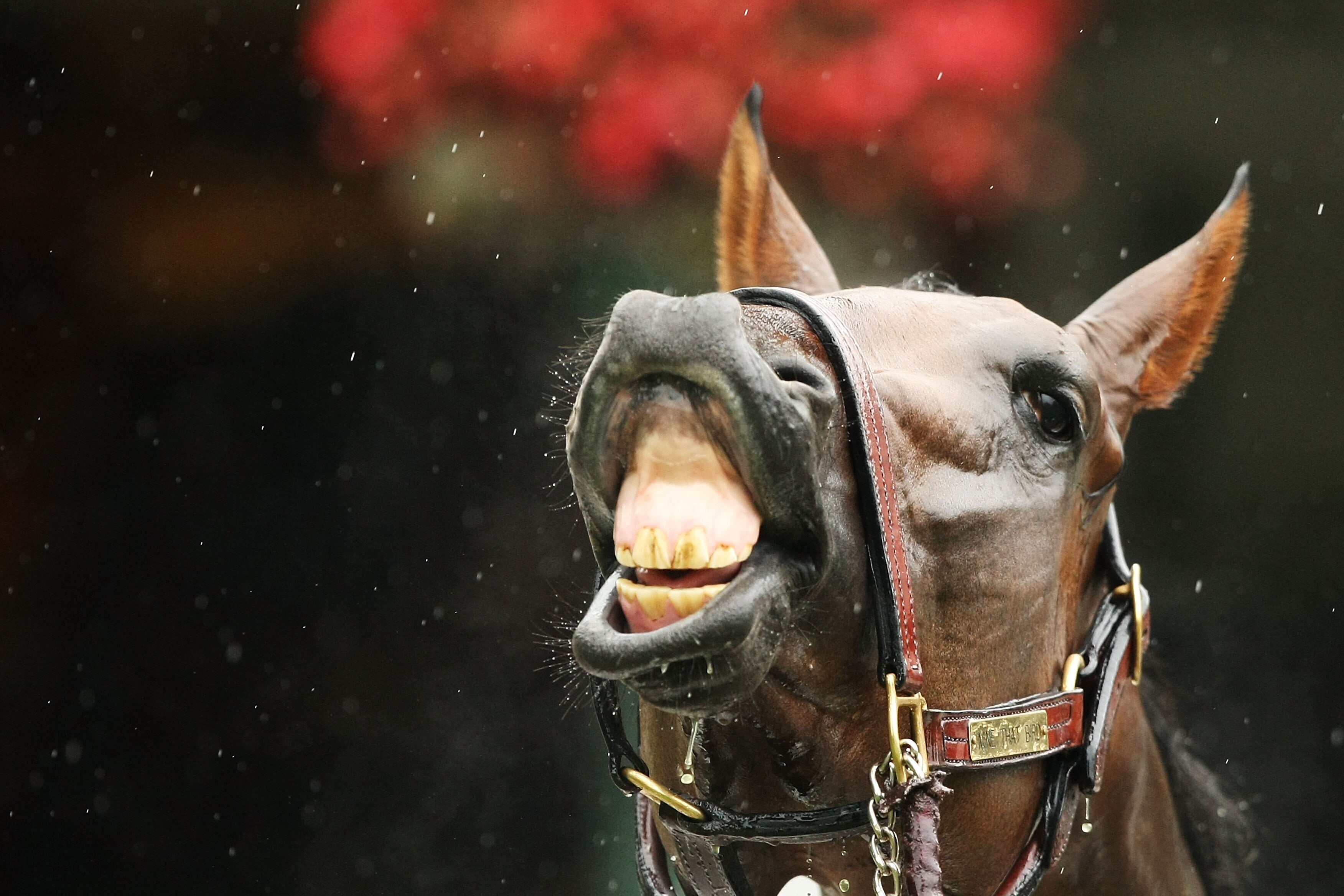 ELMONT, NY - JUNE 05:  Kentucky Derby winner Mine That Bird is given a bath by Charlie Figueroa after a training session in preparation for The Belmont Stakes on June 5, 2009 in Elmont, New York.  (Photo by Al Bello/Getty Images)