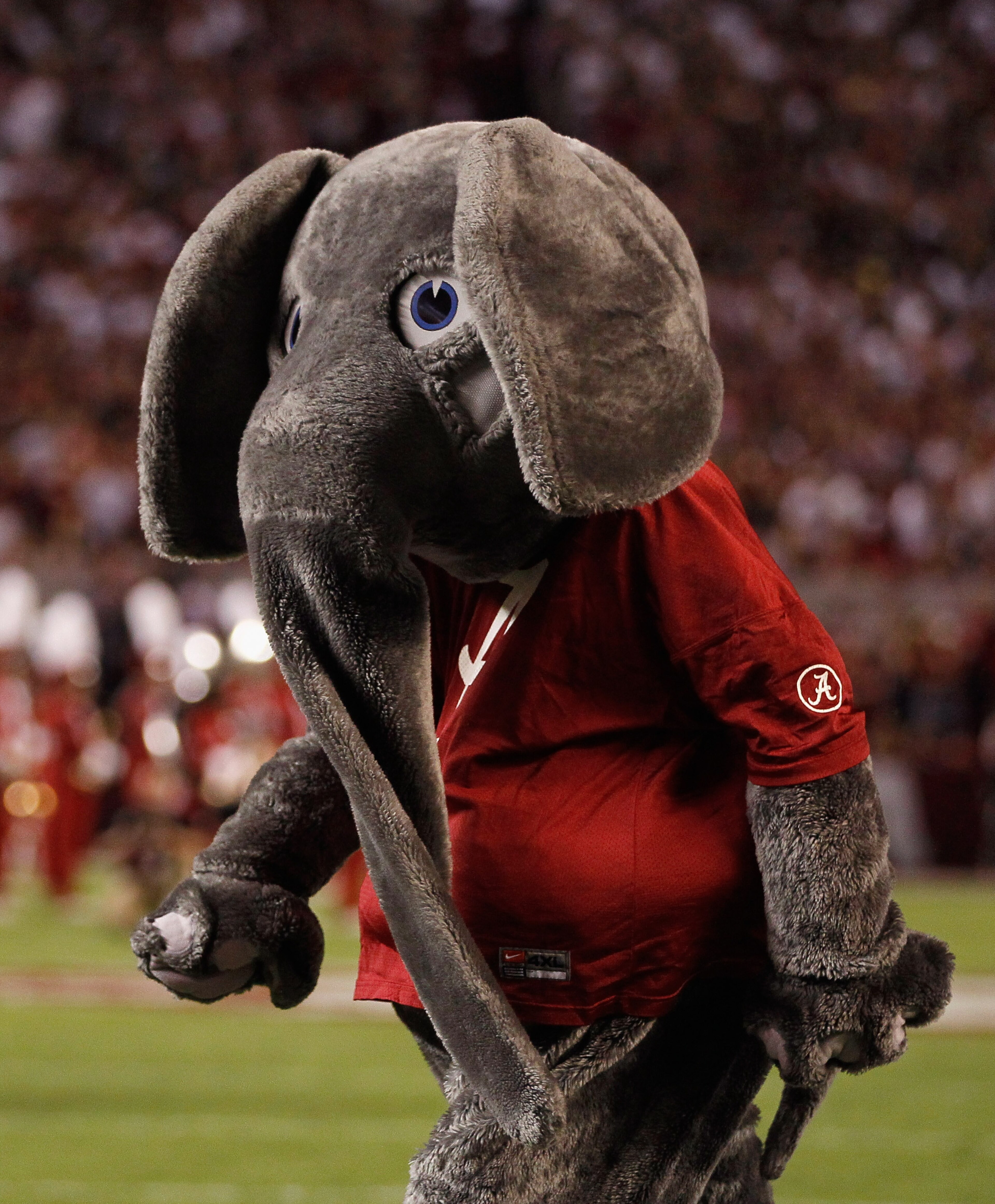 TUSCALOOSA, AL - OCTOBER 02:  Big Al, mascot of the Alabama Crimson Tide, against the Florida Gators at Bryant-Denny Stadium on October 2, 2010 in Tuscaloosa, Alabama.  (Photo by Kevin C. Cox/Getty Images)