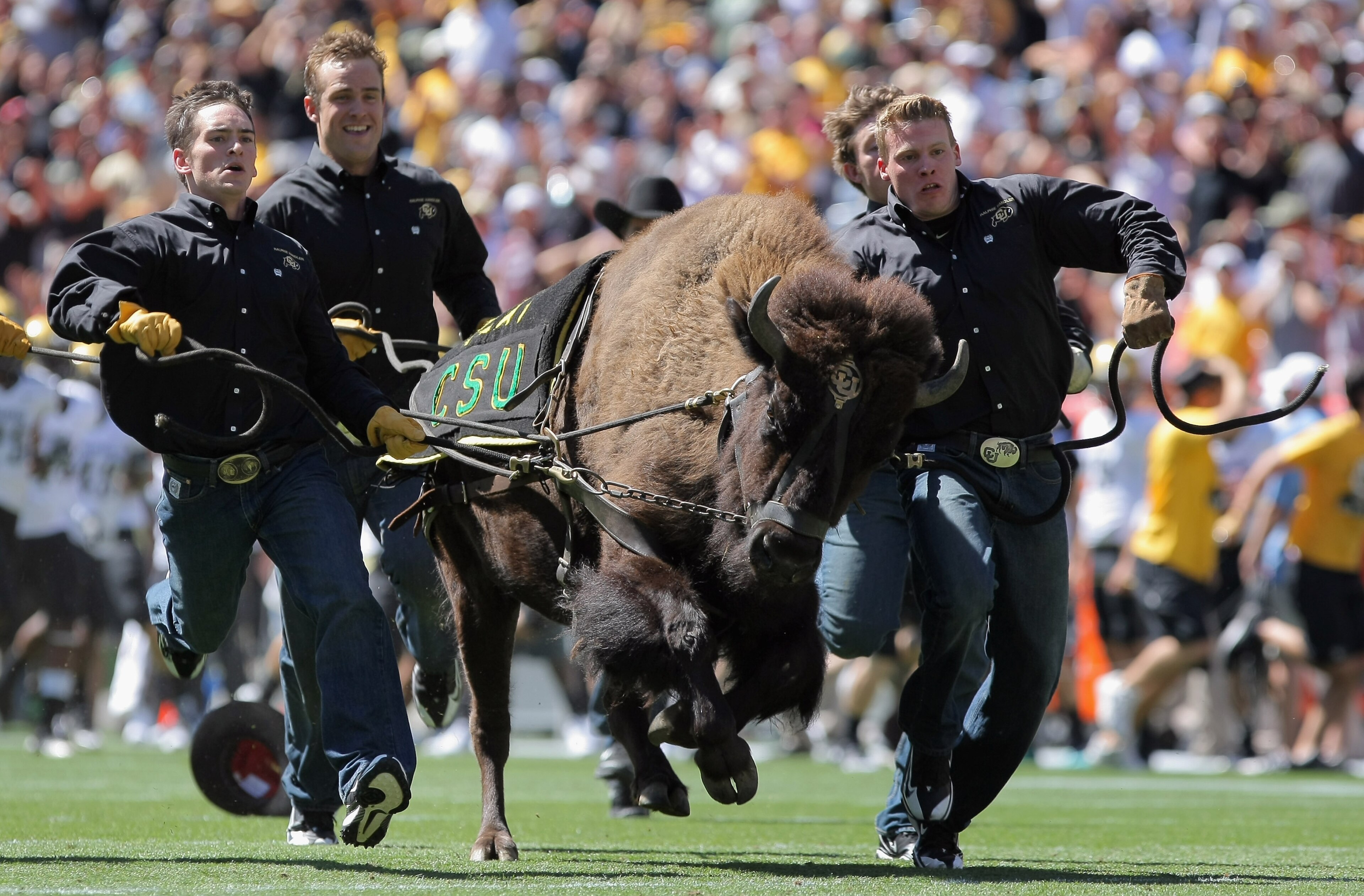 DENVER - SEPTEMBER 04: Ralphies Runners flank Ralphie V as he escorts the Colorado Buffaloes onto the field to face the Colorado State Rams during the the Rocky Mountain Showdown at INVESCO Field at Mile High on September 4, 2010 in Denver, Colorado. (P DENVER - SEPTEMBER 04: Ralphies Runners flank Ralphie V as he escorts the Colorado Buffaloes onto the field to face the Colorado State Rams during the the Rocky Mountain Showdown at INVESCO Field at Mile High on September 4, 2010 in Denver, Colorado. (P