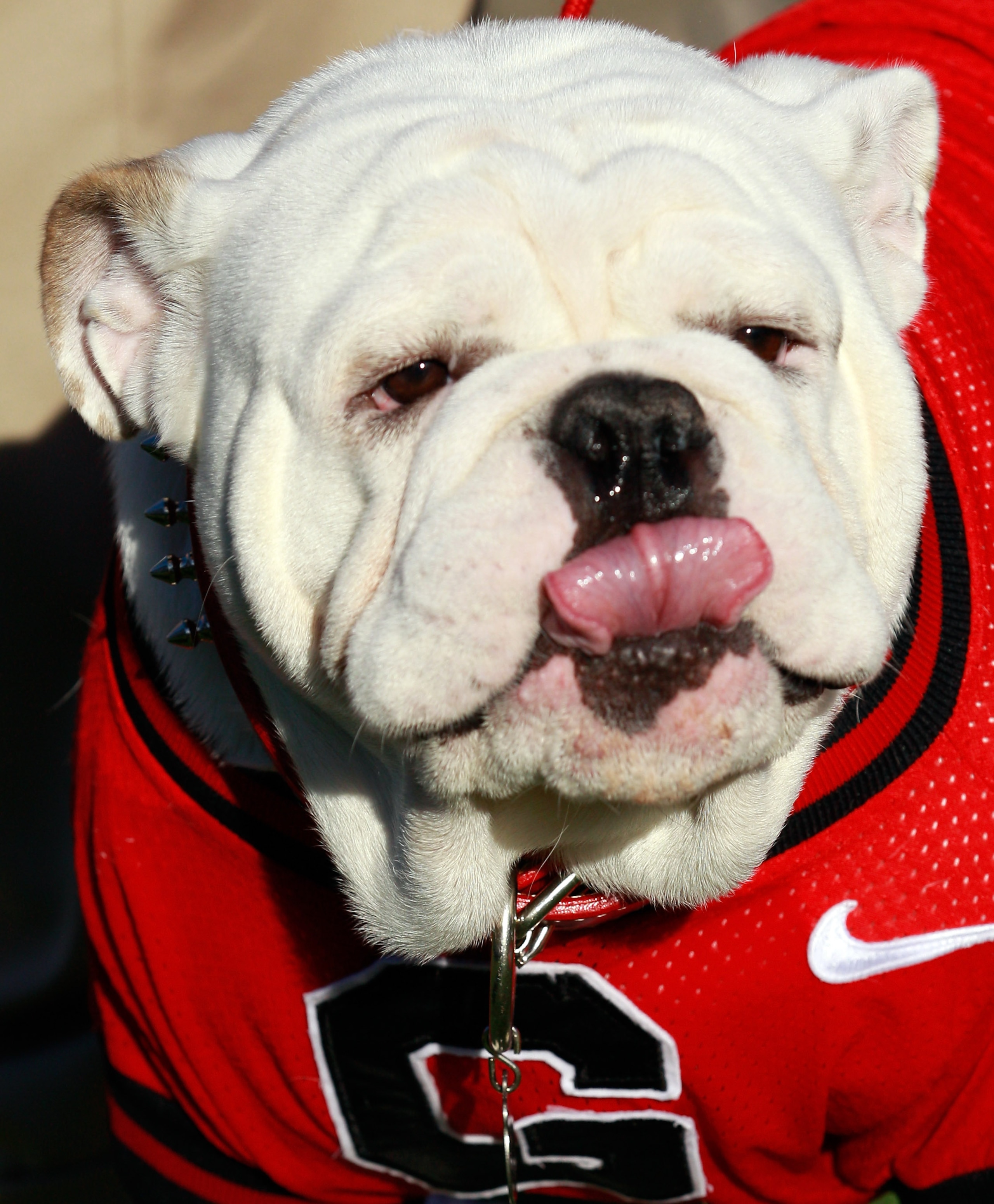JACKSONVILLE, FL - OCTOBER 30: Georgia Bulldogs mascot UGA VIII watches the action during the game against the Florida Gators at EverBank Field on October 30, 2010 in Jacksonville, Florida. (Photo by Sam Greenwood/Getty Images) JACKSONVILLE, FL - OCTOBER 30: Georgia Bulldogs mascot UGA VIII watches the action during the game against the Florida Gators at EverBank Field on October 30, 2010 in Jacksonville, Florida. (Photo by Sam Greenwood/Getty Images)