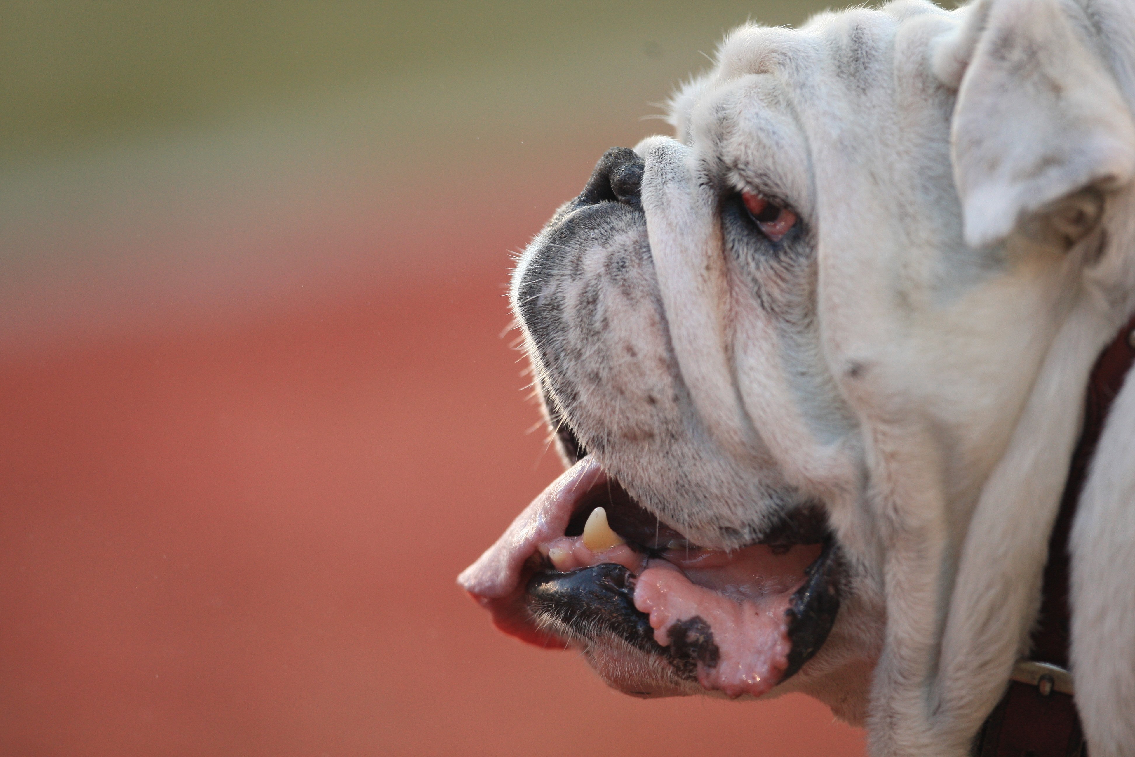 ATHENS - NOVEMBER 10:  The mascot of the Georgia Bulldogs looks on during the NFL game against the Auburn Tigers at Sanford Stadium on November 10, 2007 in Athens, Georgia. (Photo by Streeter Lecka/Getty Images)