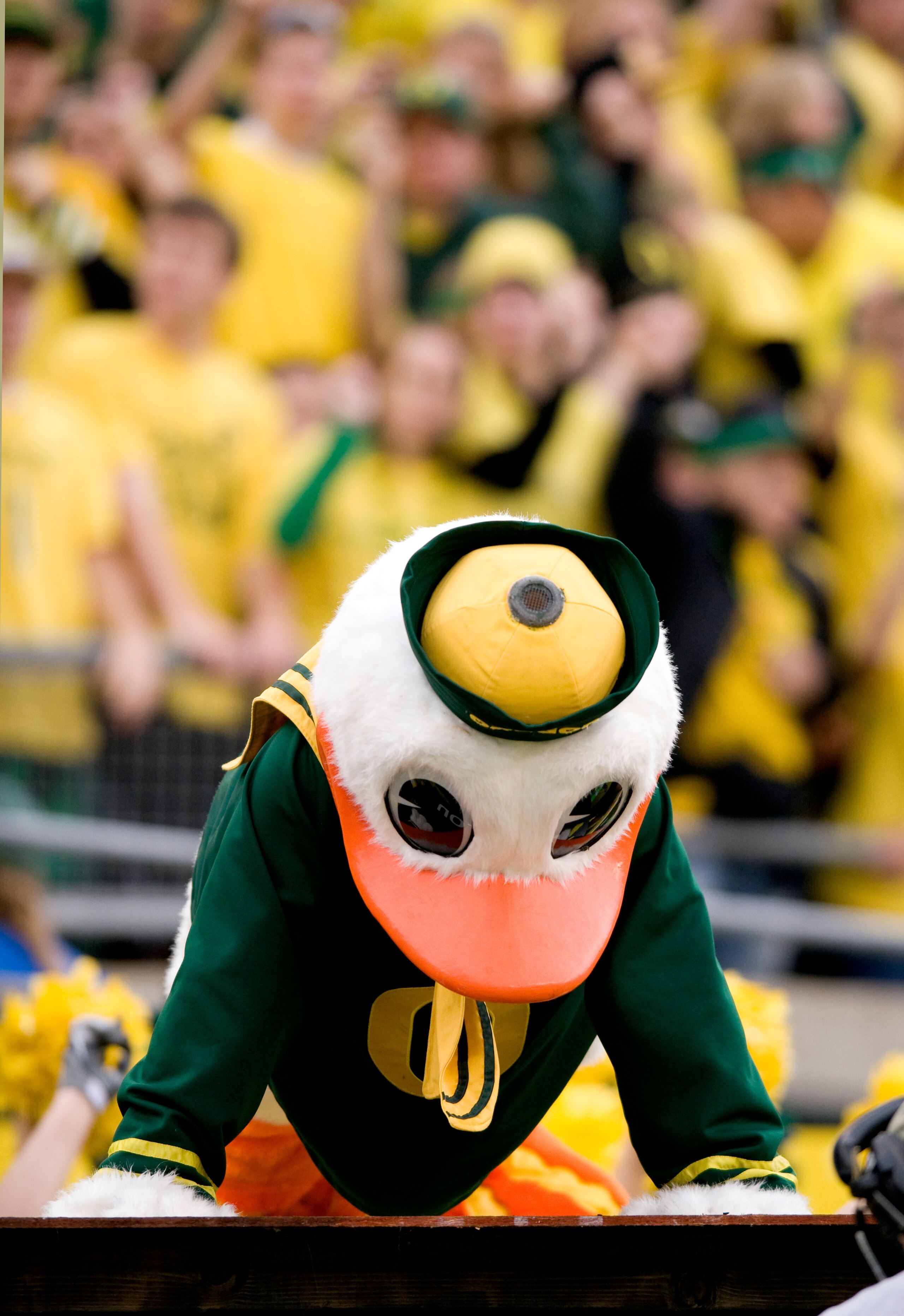 EUGENE, OR - NOVEMBER 06: Mascot 'Puddles' of the Oregon Ducks does some push ups after the Ducks scoured in the fourth quarter of the game between the Washington Huskies and the Oregon Ducks at Autzen Stadium on November 6, 2010 in Eugene, Oregon. The Du