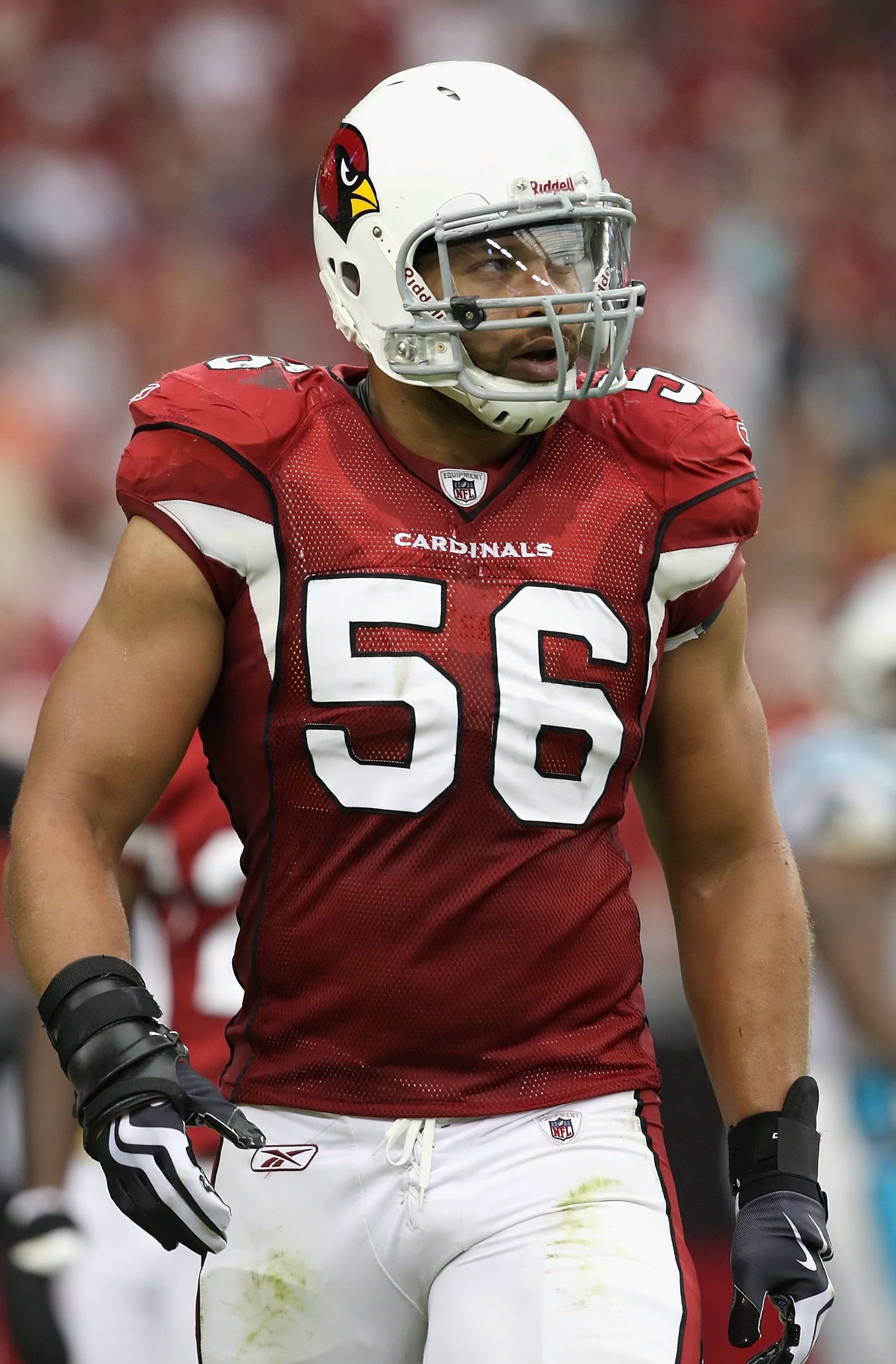 GLENDALE, AZ - NOVEMBER 01: Defensive end Chike Okeafor #56 of the Arizona Cardinals during the NFL game against the Carolina Panthers at the Universtity of Phoenix Stadium on November 1, 2009 in Glendale, Arizona. The Panthers defeated the Cardinals 34- GLENDALE, AZ - NOVEMBER 01: Defensive end Chike Okeafor #56 of the Arizona Cardinals during the NFL game against the Carolina Panthers at the Universtity of Phoenix Stadium on November 1, 2009 in Glendale, Arizona. The Panthers defeated the Cardinals 34-