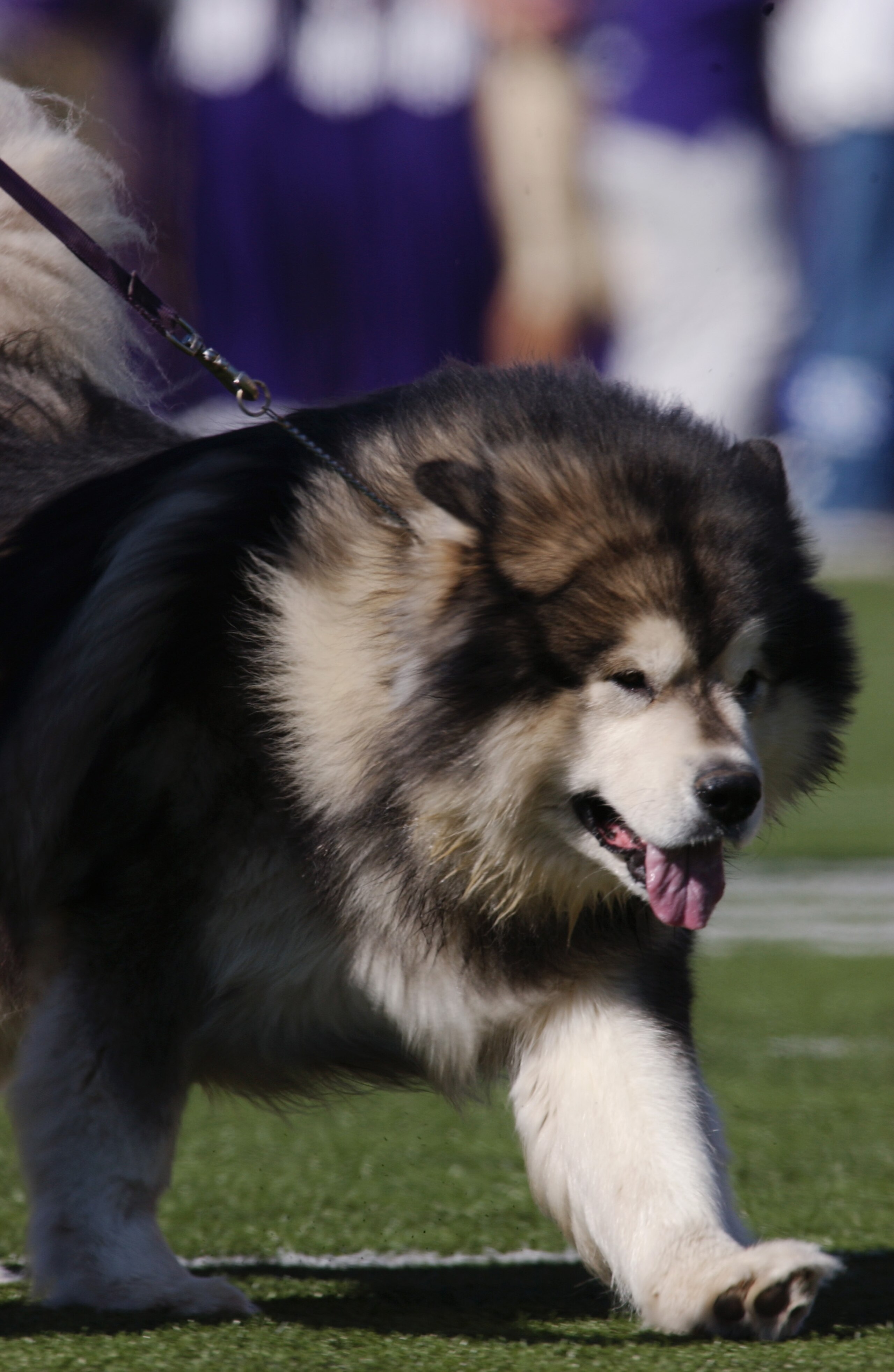 SEATTLE - OCTOBER 12:  'Spirit', the tenth Alaskan Malamute to represent the University of Washington Huskies, leads the team onto the field during the NCAA football game against the University of Arizona Wildcats at Husky Stadium on October 12, 2002 in S