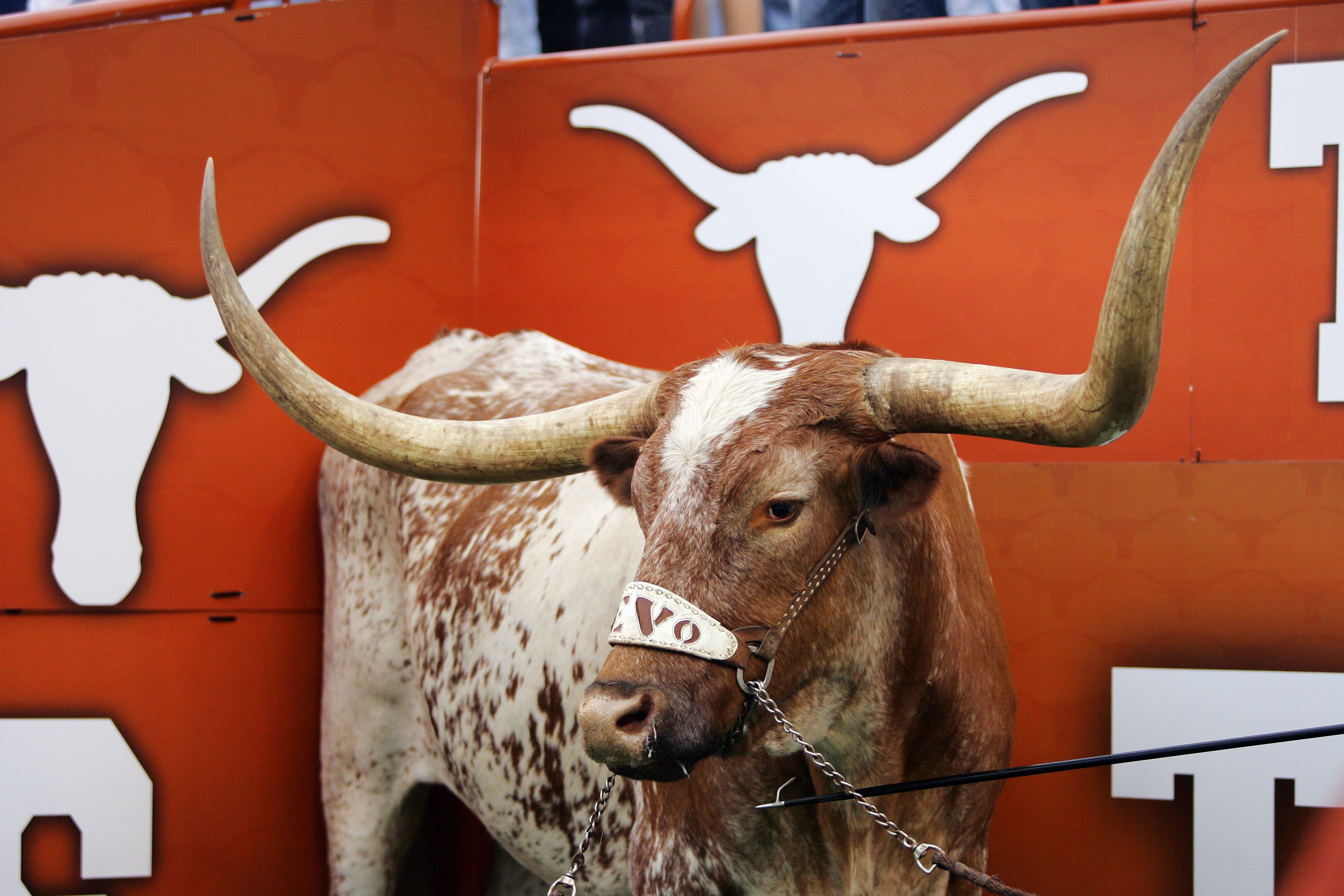 AUSTIN, TX - OCTOBER 10:  Bevo, the mascot of the Texas Longhorns, stands in his corner during a game against the Colorado Buffaloes on October 10, 2009 at Darrell K Royal-Texas Memorial Stadium in Austin, Texas.  Texas won 38-14.  (Photo by Brian Bahr/Ge
