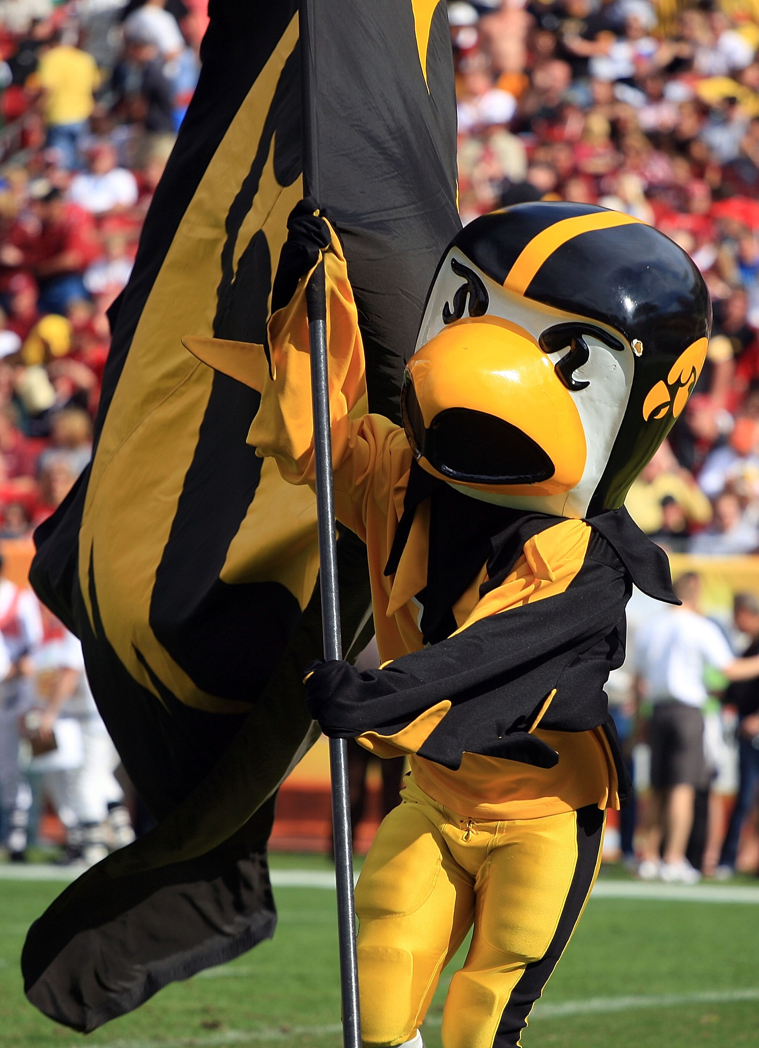TAMPA, FL - JANUARY 01: Iowa Hawkeye mascot Herky celebrates a touchdown run against the South Carolina Gamecocks during the Outback Bowl on January 1, 2009 at Raymond James Stadium in Tampa, Florida. (Photo by Scott Halleran/Getty Images) TAMPA, FL - JANUARY 01: Iowa Hawkeye mascot Herky celebrates a touchdown run against the South Carolina Gamecocks during the Outback Bowl on January 1, 2009 at Raymond James Stadium in Tampa, Florida. (Photo by Scott Halleran/Getty Images)