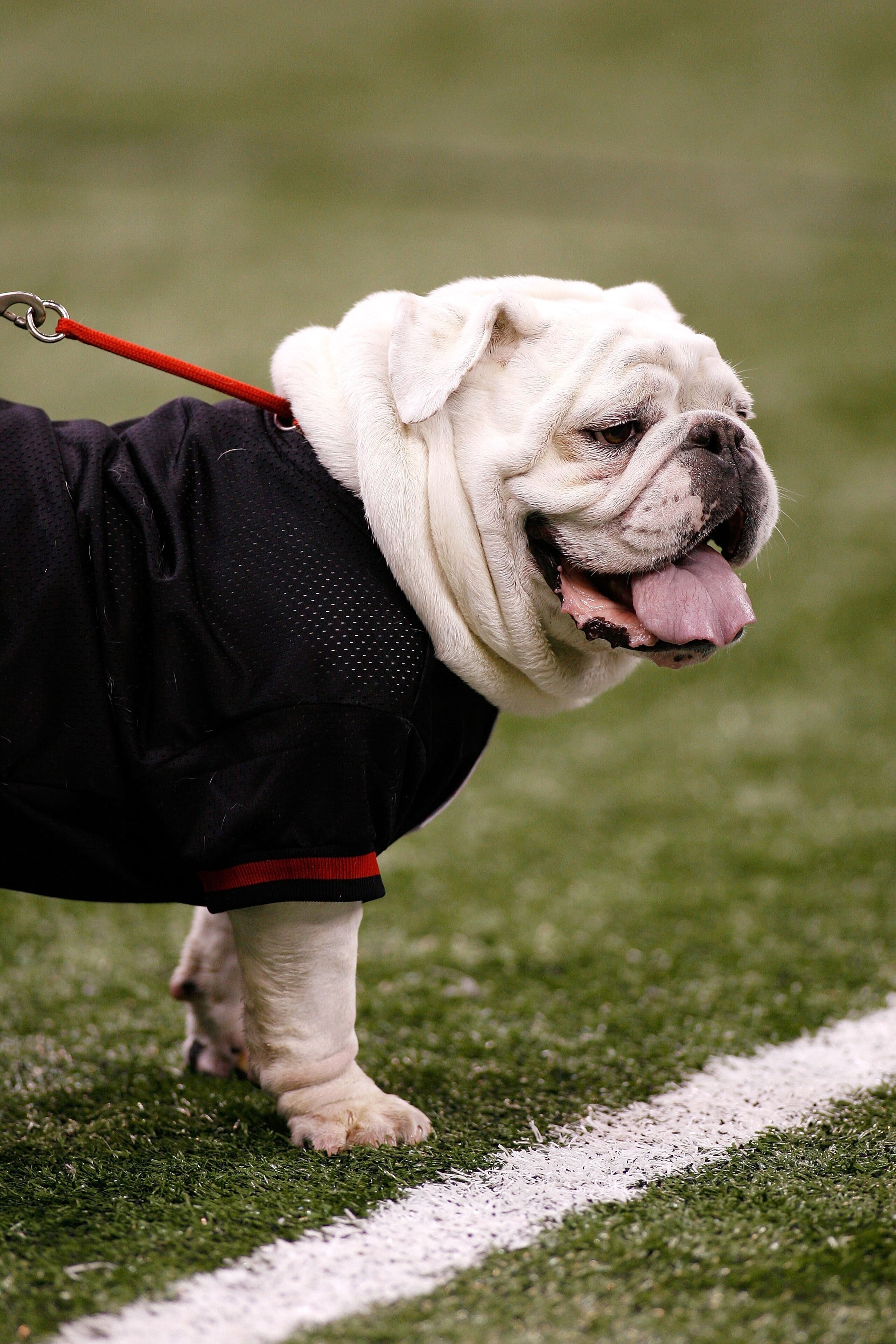 NEW ORLEANS - JANUARY 01:  Uga, the team mascot  of the Georgia Bulldogs stands on the field the Hawai'i Warriors during the Allstate Sugar Bowl at the Louisiana Superdome on January 1, 2008 in New Orleans, Louisiana.  (Photo by Chris Graythen/Getty Image