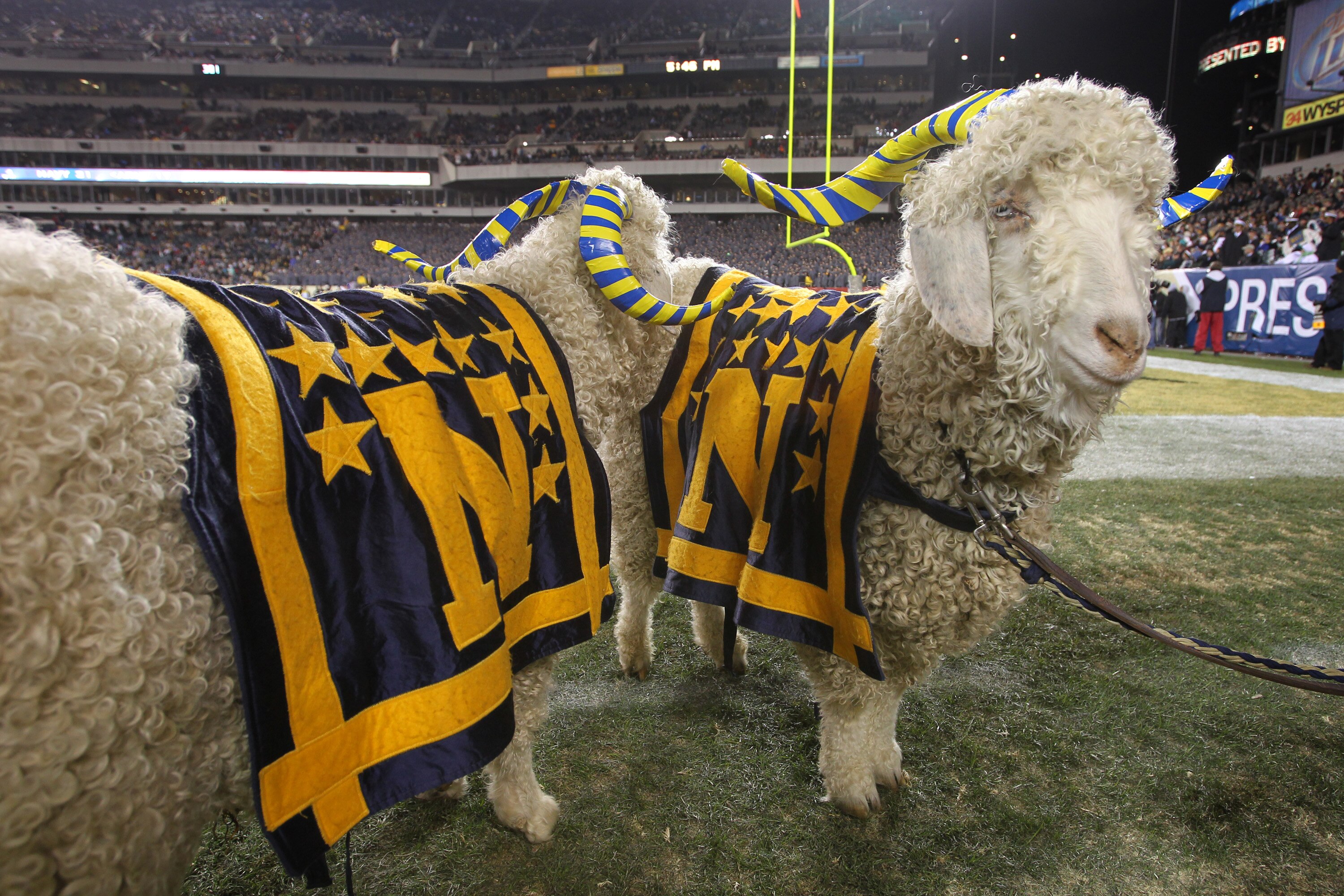 PHILADELPHIA - DECEMBER 11: Two Navy ram mascots stand on the sideline during a game against the Army Black Knights on December 11, 2010 at Lincoln Financial Field in Philadelphia, Pennsylvania. The Midshipmen won 31-17. (Photo by Hunter Martin/Getty Imag