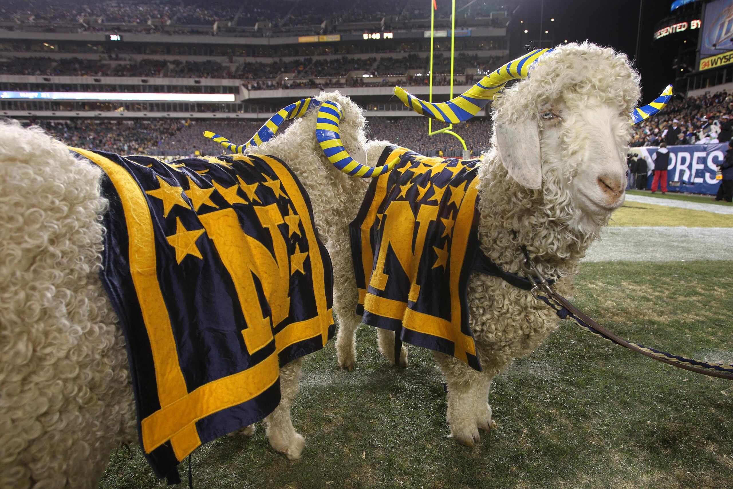 PHILADELPHIA - DECEMBER 11: Two Navy ram mascots stand on the sideline during a game against the Army Black Knights on December 11, 2010 at Lincoln Financial Field in Philadelphia, Pennsylvania. The Midshipmen won 31-17. (Photo by Hunter Martin/Getty Imag