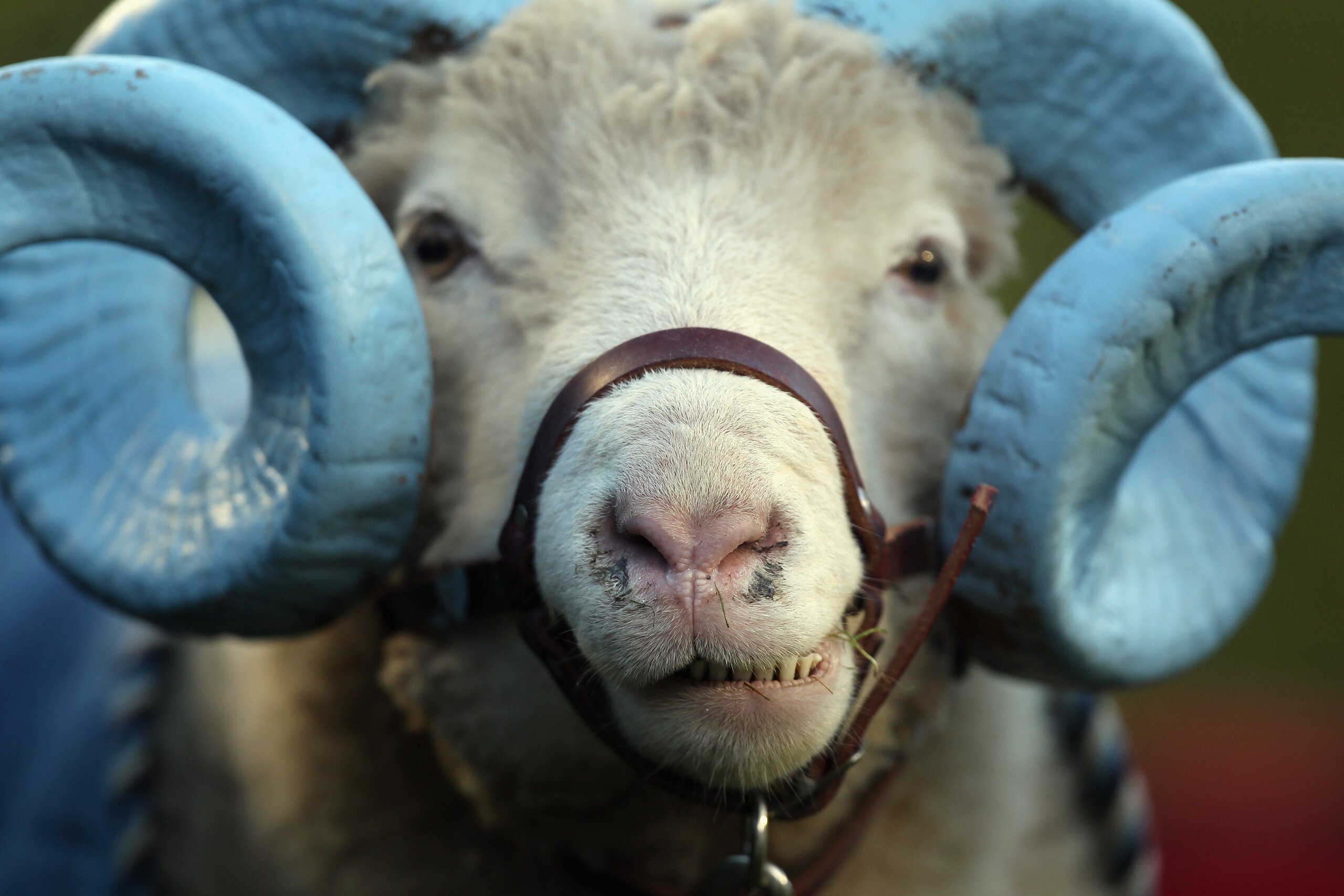 CHAPEL HILL, NC - NOVEMBER 13: The mascot of the North Carolina Tar Heels watches on during their game against the Virginia Tech Hokies at Kenan Stadium on November 13, 2010 in Chapel Hill, North Carolina. (Photo by Streeter Lecka/Getty Images) CHAPEL HILL, NC - NOVEMBER 13: The mascot of the North Carolina Tar Heels watches on during their game against the Virginia Tech Hokies at Kenan Stadium on November 13, 2010 in Chapel Hill, North Carolina. (Photo by Streeter Lecka/Getty Images)