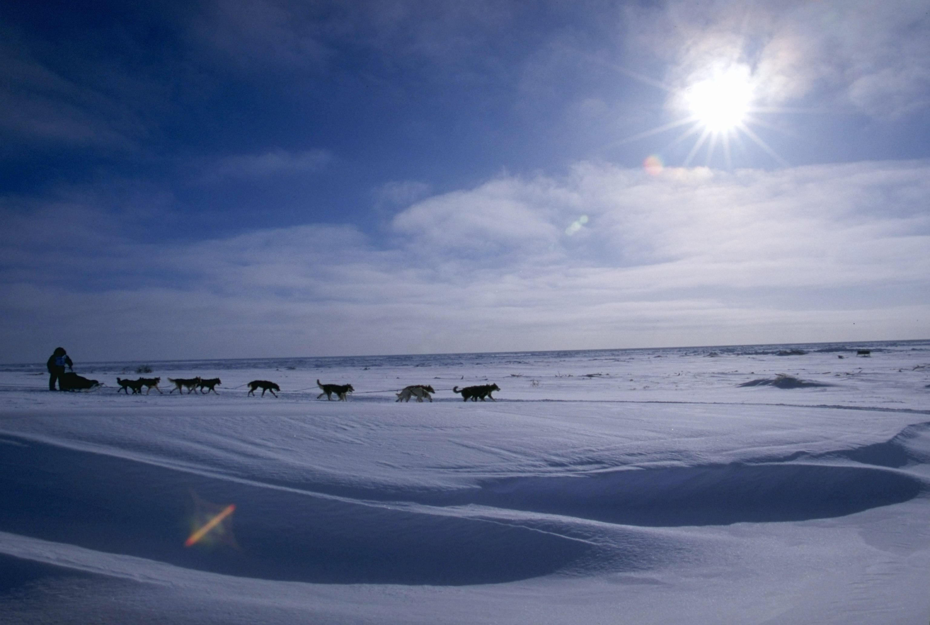 15 Mar 1999: Vern Halter mushes his dogs during the Iditarod Trail Race in Alaska. Mandatory Credit: Ezra O. Shaw  /Allsport