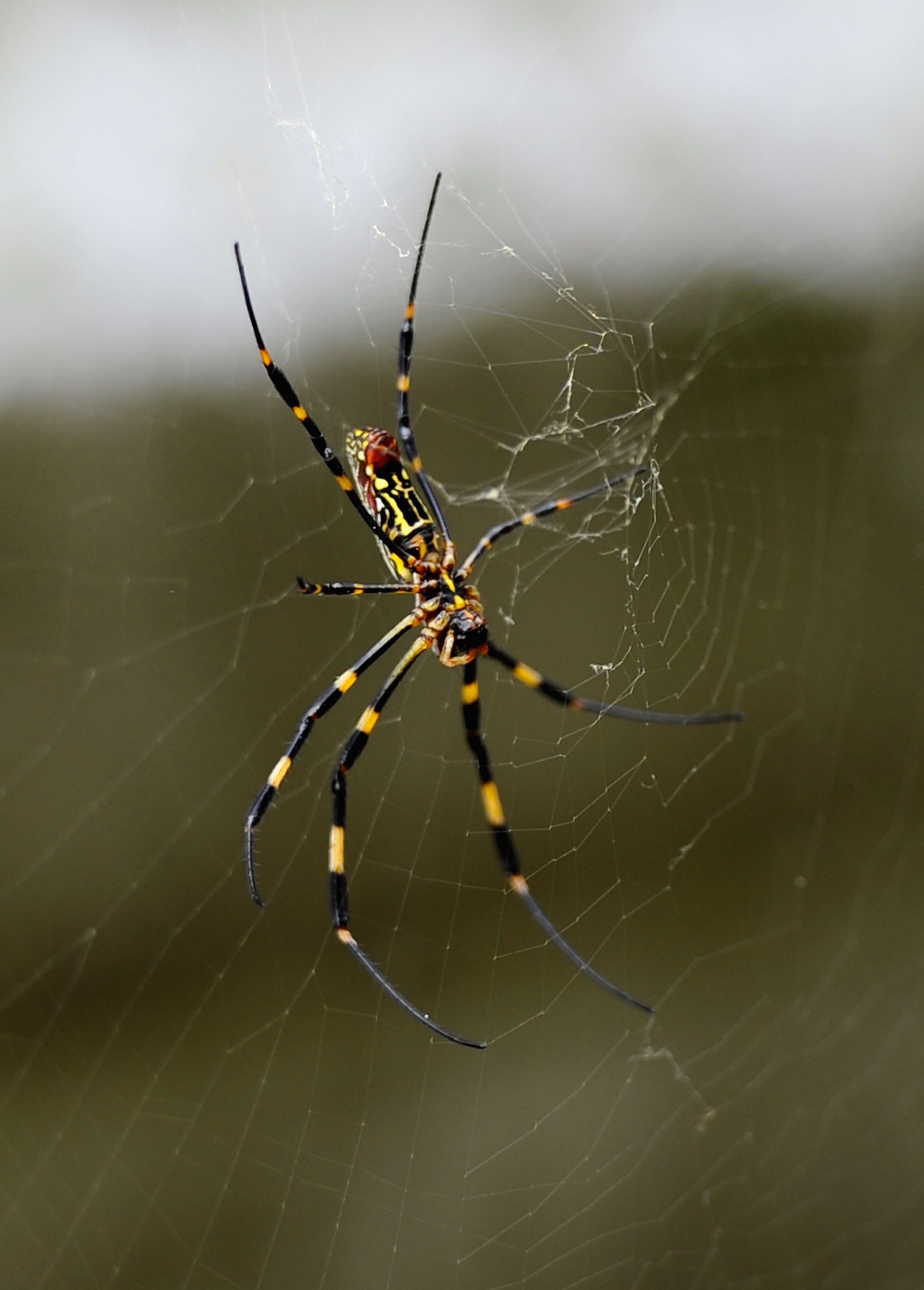 SUZUKA, JAPAN - OCTOBER 08:  Large spider is seen near the track during practice for the Japanese Formula One Grand Prix at Suzuka Circuit on October 8, 2010 in Suzuka, Japan.  (Photo by Clive Mason/Getty Images)