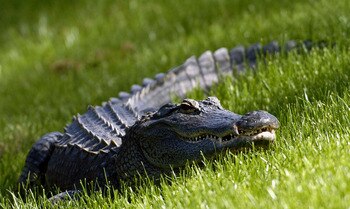 A Florida alligator watches the action  from the ninth fairway   during  third-round play  at the PGA Tour's Players Championship March 27, 2004. (Photo by Al Messerschmidt/WireImage) *** Local Caption ***