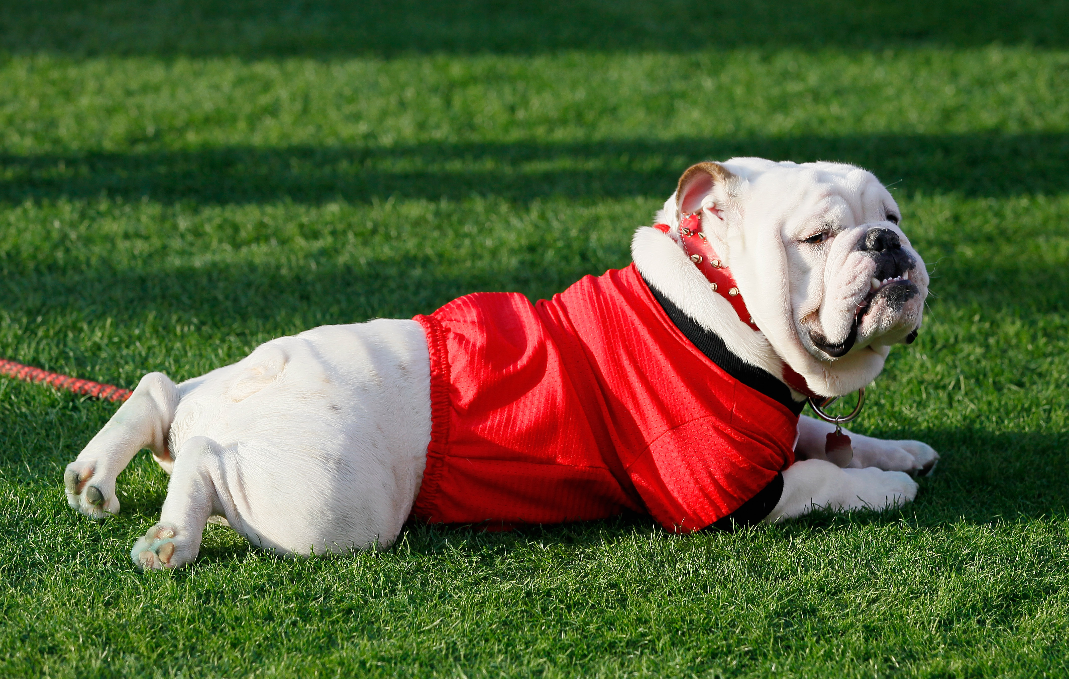 AUBURN, AL - NOVEMBER 13:  UGA VIII, mascot of the Georgia Bulldogs, against the Auburn Tigers at Jordan-Hare Stadium on November 13, 2010 in Auburn, Alabama.  (Photo by Kevin C. Cox/Getty Images)