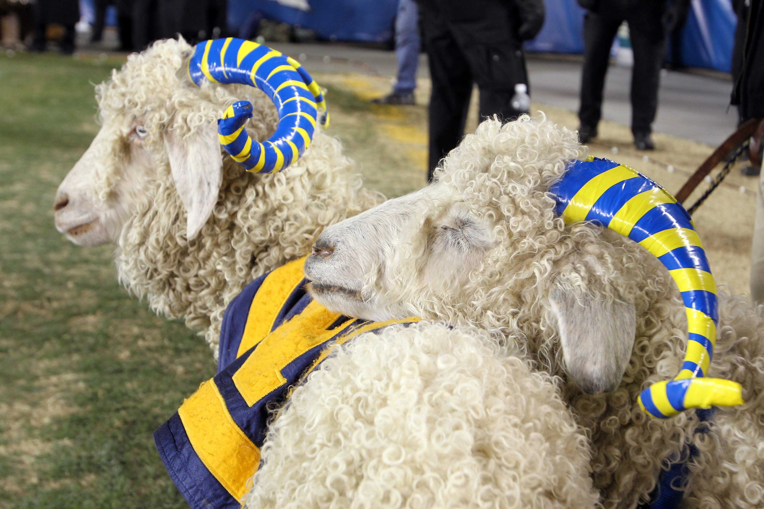 PHILADELPHIA - DECEMBER 11: Two Navy ram mascots stand on the sideline during a game against the Army Black Knights on December 11, 2010 at Lincoln Financial Field in Philadelphia, Pennsylvania. The Midshipmen won 31-17. (Photo by Hunter Martin/Getty Imag