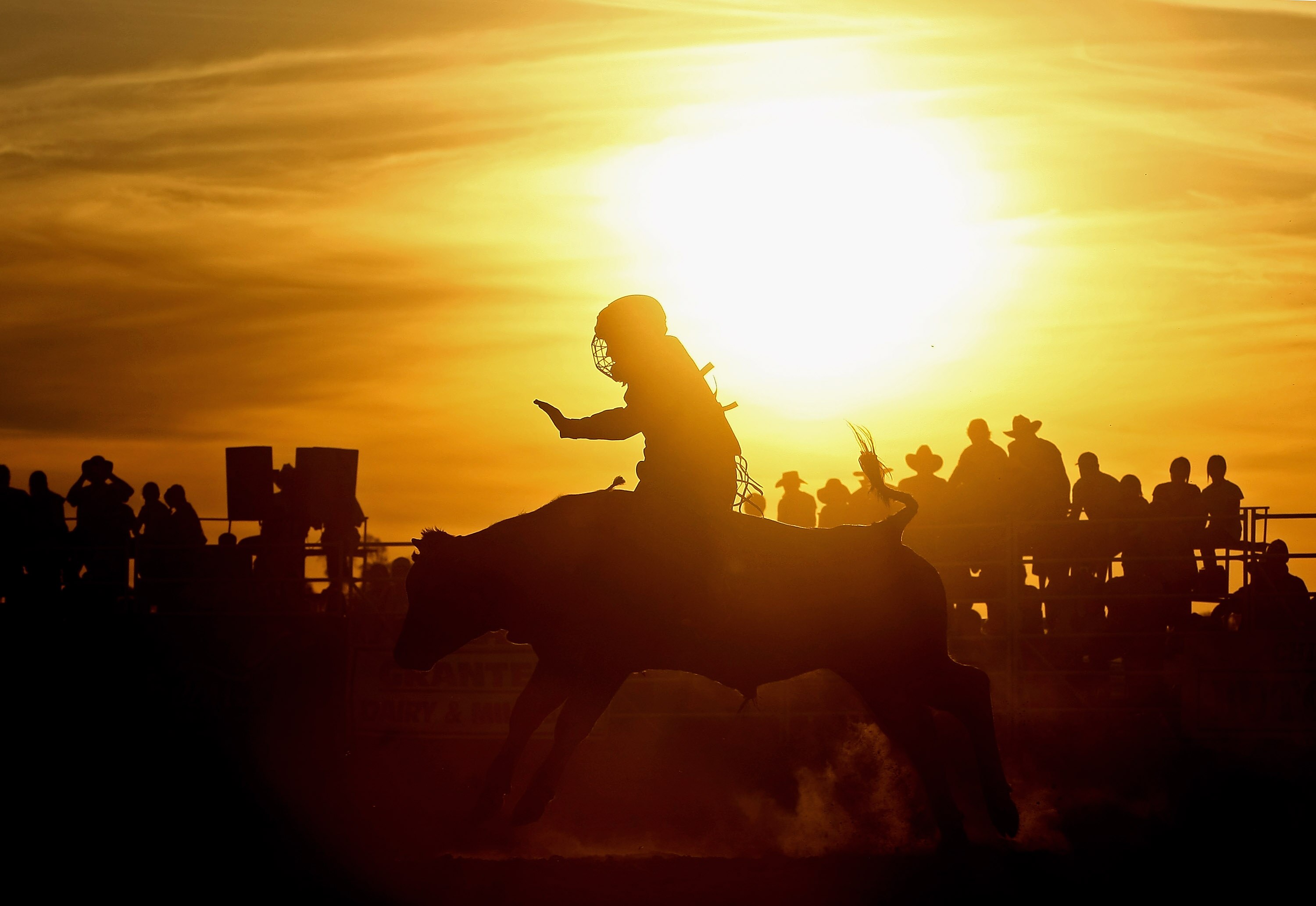 MANSFIELD (VICTORIA), AUSTRALIA - MARCH 09:  Darcy Murray of Australia competes  in the steer riding during the Australian Professional Rodeo Association (APRA) Chiltern Rodeo on March 9, 2008 in Mansfield, Australia.  (Photo by Quinn Rooney/Getty Images)