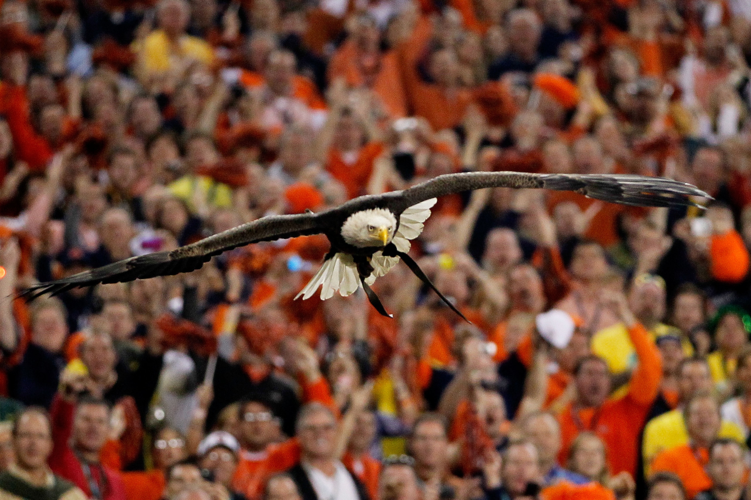 GLENDALE, AZ - JANUARY 10:  Challenger, a Bald Eagle circles the stadium during the national anthem for the Tostitos BCS National Championship Game between the Oregon Ducks and Auburn Tigers at University of Phoenix Stadium on January 10, 2011 in Glendale