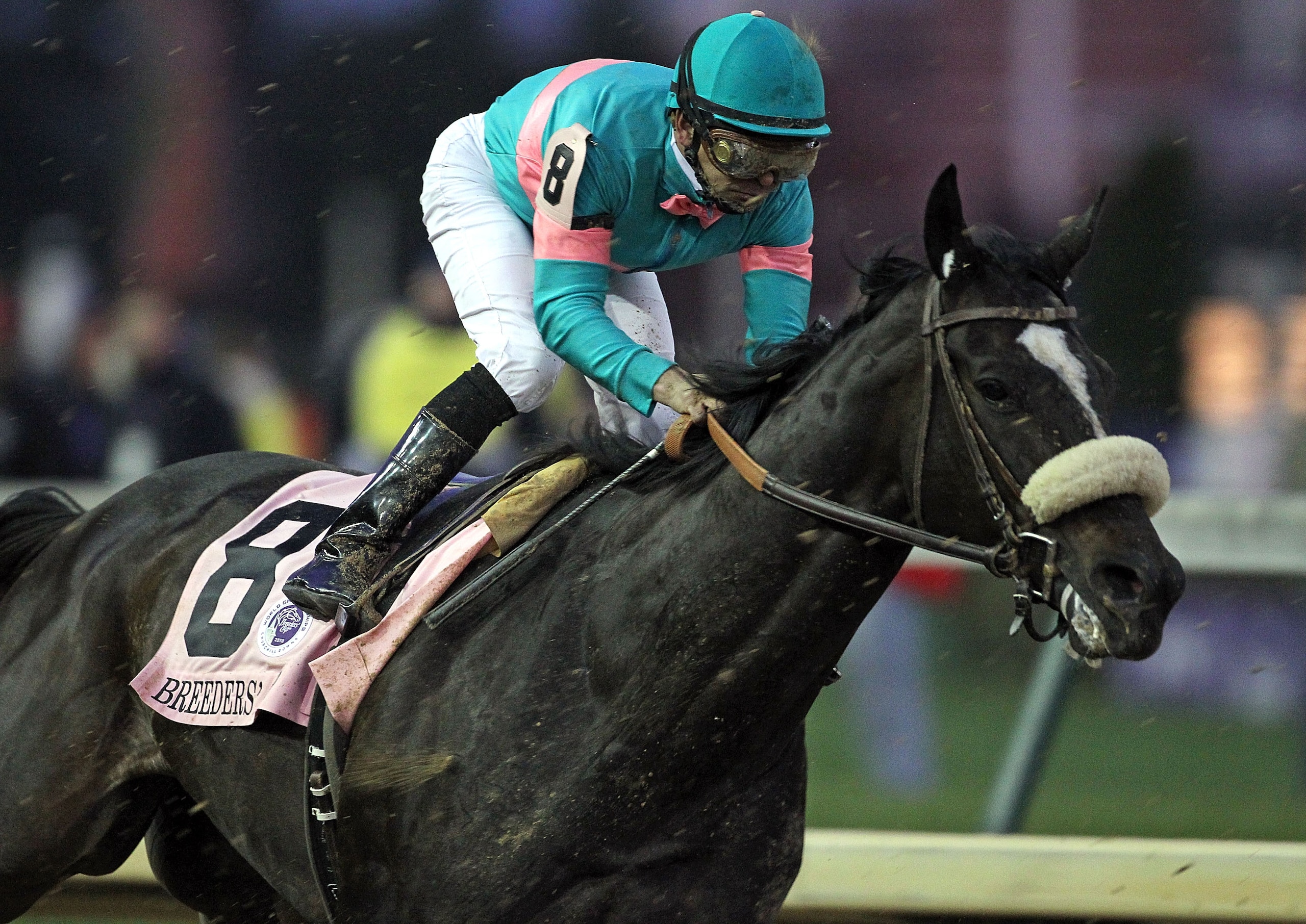 LOUISVILLE, KY - NOVEMBER 06: Zenyatta runs in the Classic during the Breeders' Cup World Championships at Churchill Downs on November 6, 2010 in Louisville, Kentucky.  (Photo by Andy Lyons/Getty Images)