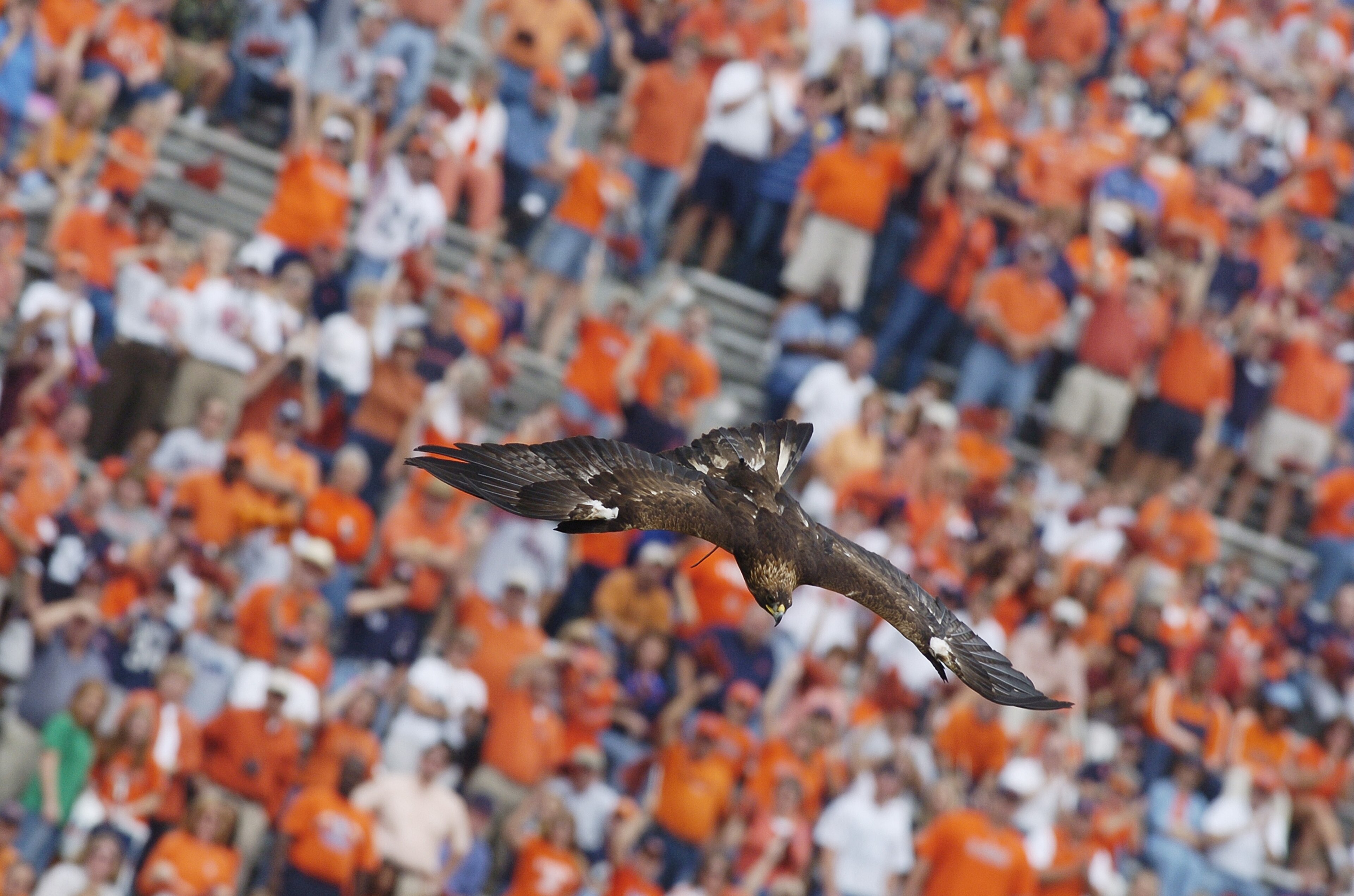 AUBURN, AL - OCTOBER 23:  Auburn University's War Eagle VI gracefully soars onto the field before the home football game between the Auburn University Tigers and the University of Kentucky Wildcats on October 23, 2004 at Jordan-Hare stadium in Auburn, Ala