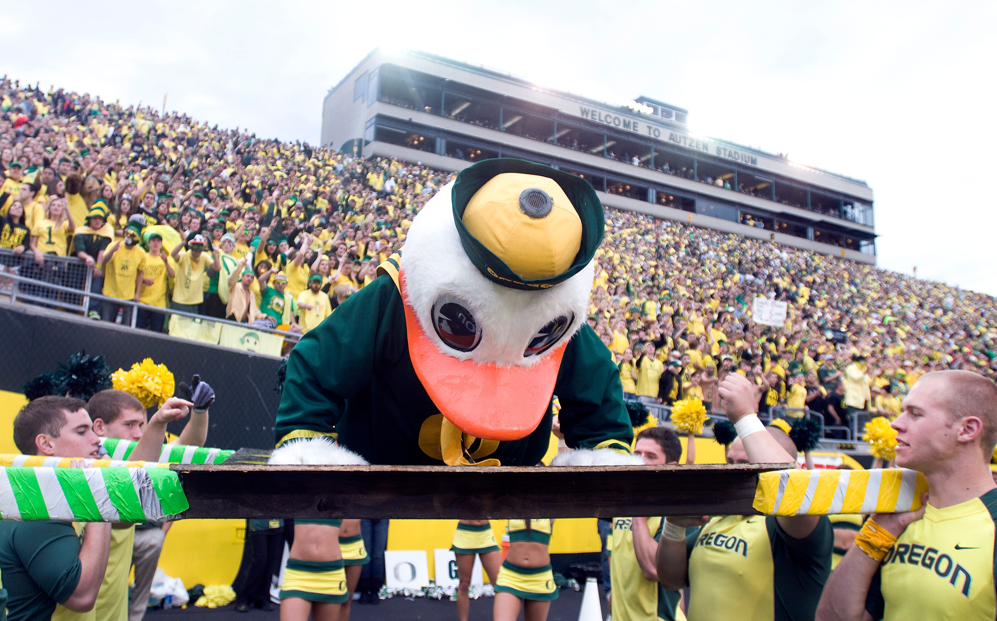 EUGENE, OR - NOVEMBER 6: Mascot 'Puddles' of the Oregon Ducks does some push ups after the Ducks scoured in the fourth quarter of the game between the Washington Huskies and the Oregon Ducks at Autzen Stadium on November 6, 2010 in Eugene, Oregon. The Duc