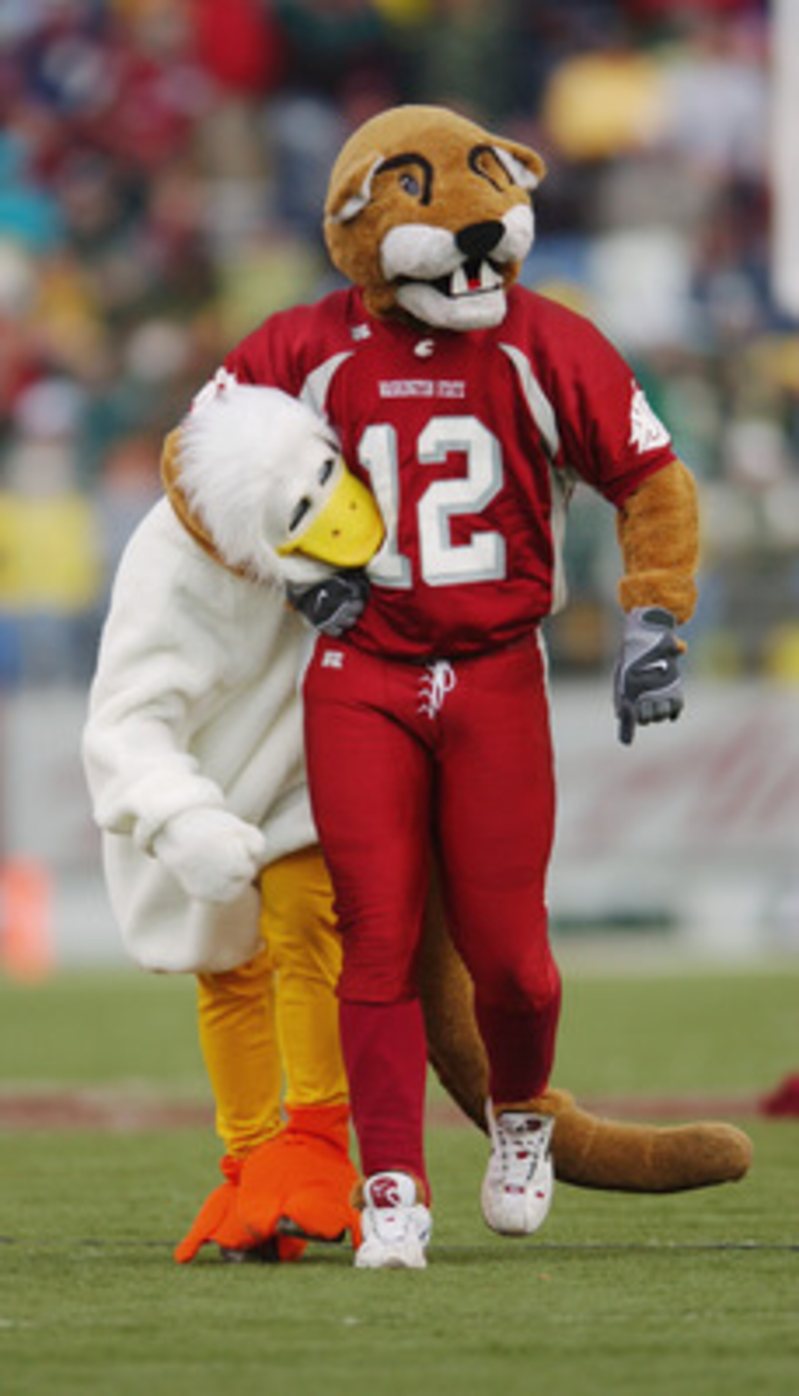 PULLMAN - NOVEMBER 09:   'Butch' the Washington State Cougars mascot has the Oregon Ducks mascot by the neck during the game on November 09, 2002 at Martin Stadium in Pullman Washington. (Photo by Otto Greule Jr/Getty Images)