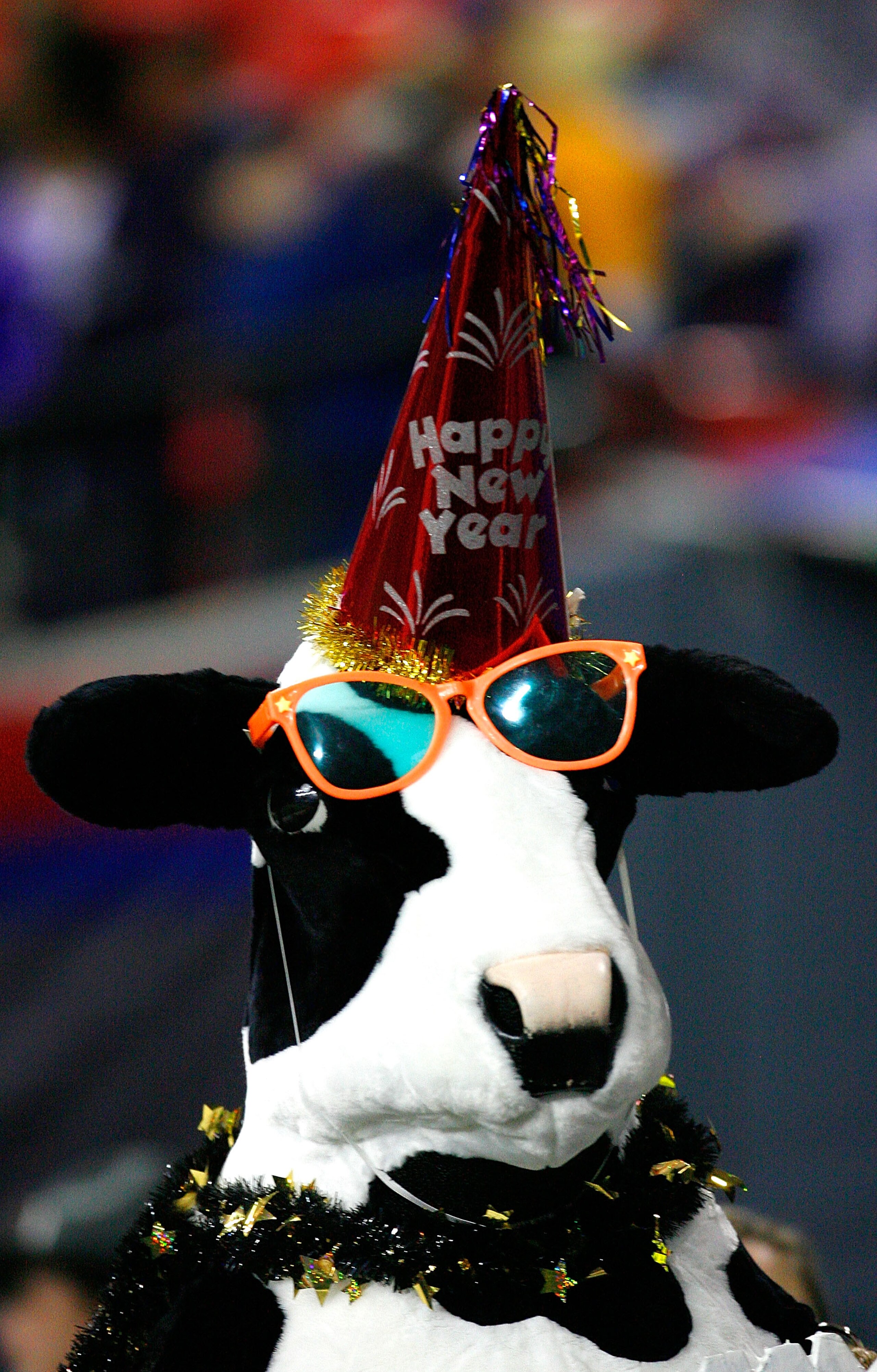 ATLANTA - DECEMBER 31: A Chick-fil-A cow walks around the stadium during the LSU Tigers 38-3 win over the Georgia Tech Yellow Jackets in the Chick-fil-A Bowl on December 31, 2008 at the Georgia Dome in Atlanta, Georgia. (Photo by Kevin C. Cox/Getty Imag ATLANTA - DECEMBER 31: A Chick-fil-A cow walks around the stadium during the LSU Tigers 38-3 win over the Georgia Tech Yellow Jackets in the Chick-fil-A Bowl on December 31, 2008 at the Georgia Dome in Atlanta, Georgia. (Photo by Kevin C. Cox/Getty Imag