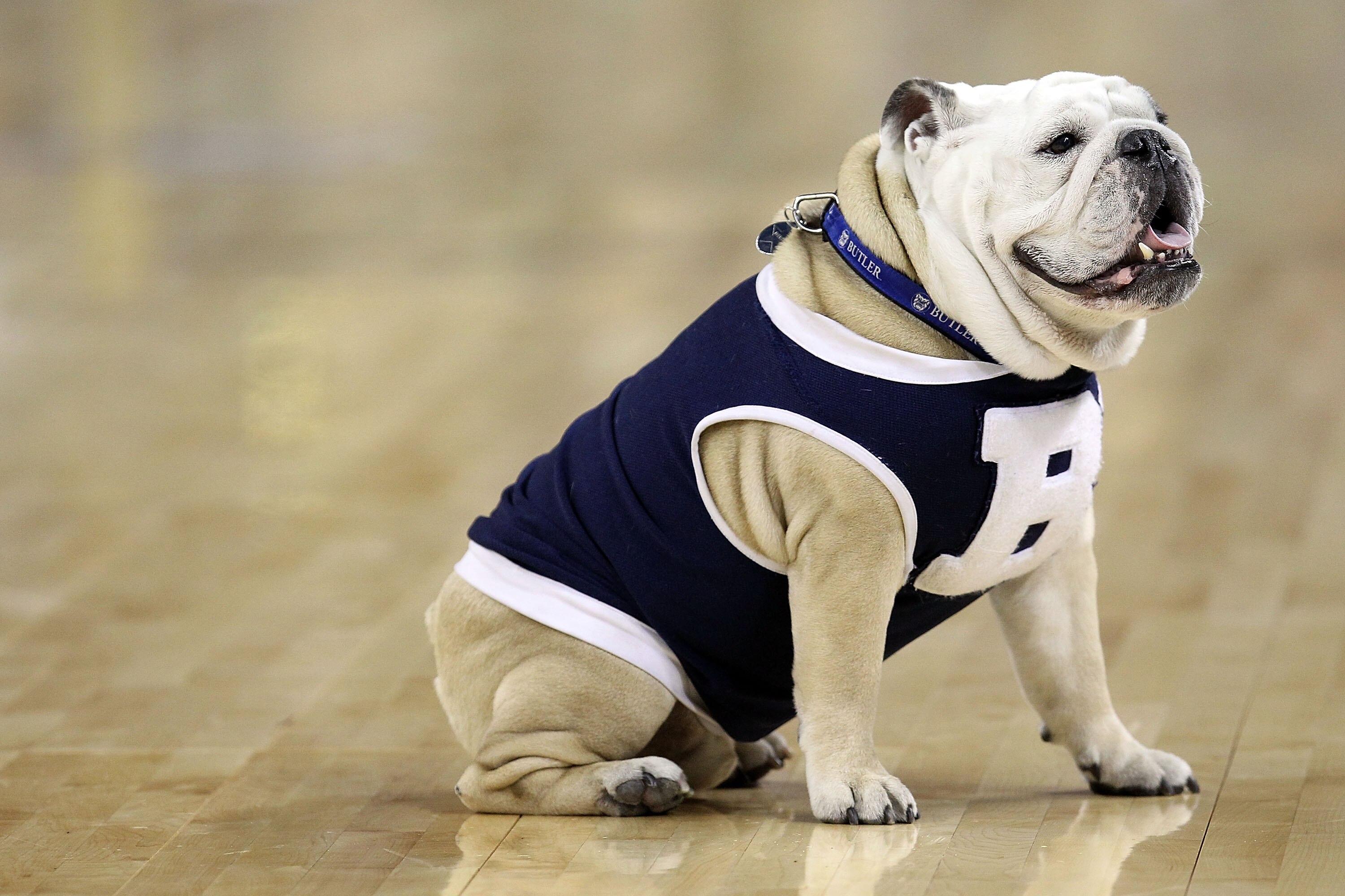 HOUSTON, TX - APRIL 02:  Blue II of the Butler Bulldogs sits on the court as his team celebrates defeating the Virginia Commonwealth Rams during the National Semifinal game of the 2011 NCAA Division I Men's Basketball Championship at Reliant Stadium on Ap