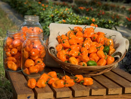 The borderline-edible habanero pepper.