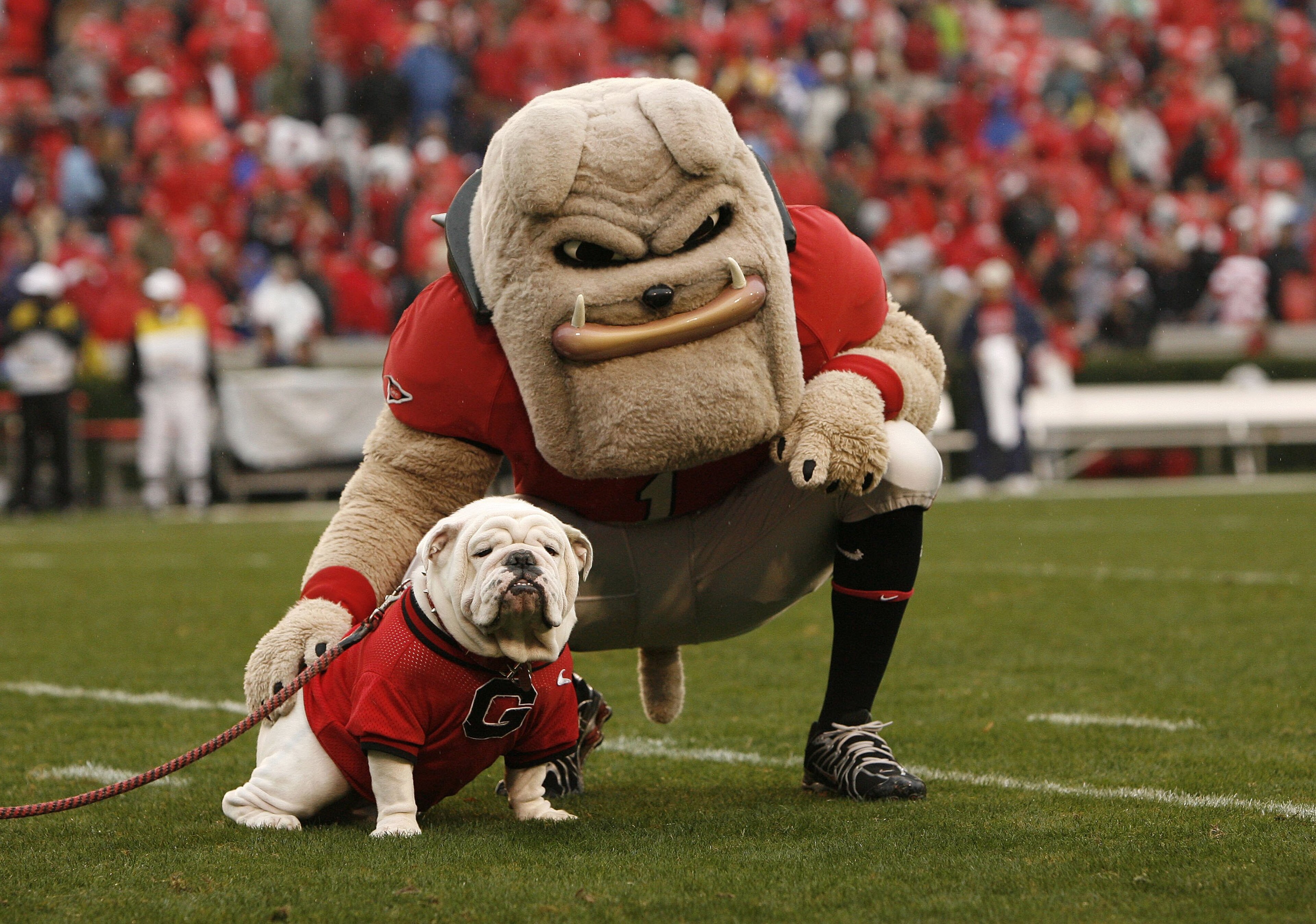 ATHENS, GA - NOVEMBER 29: Georgia Bulldogs mascots Hairy Dawg (R) and UGA VII pose together for photos before the game against the Georgia Tech Yellow Jackets at Sanford Stadium on November 29, 2008 in Athens, Georgia. The Yellow Jackets defeated the Bu ATHENS, GA - NOVEMBER 29: Georgia Bulldogs mascots Hairy Dawg (R) and UGA VII pose together for photos before the game against the Georgia Tech Yellow Jackets at Sanford Stadium on November 29, 2008 in Athens, Georgia. The Yellow Jackets defeated the Bu