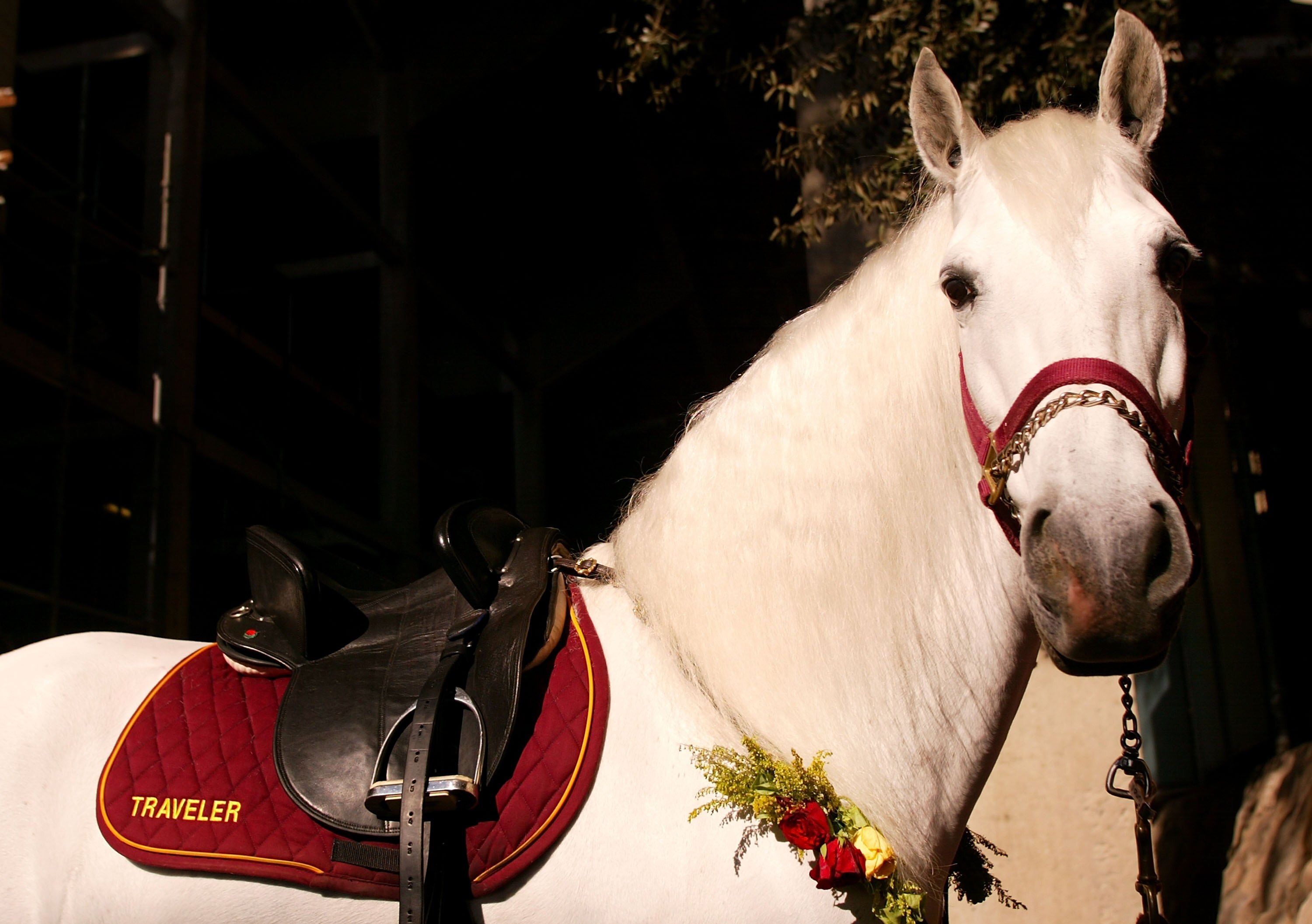 PASADENA, CA - JANUARY 01:  The USC Trojans mascot horse, Traveler looks on before the Rose Bowl game against the Michigan Wolverines on January 1, 2007 at the Rose Bowl in Pasadena, California. The Trojans defeated the Wolverines 32-18.  (Photo by Christ