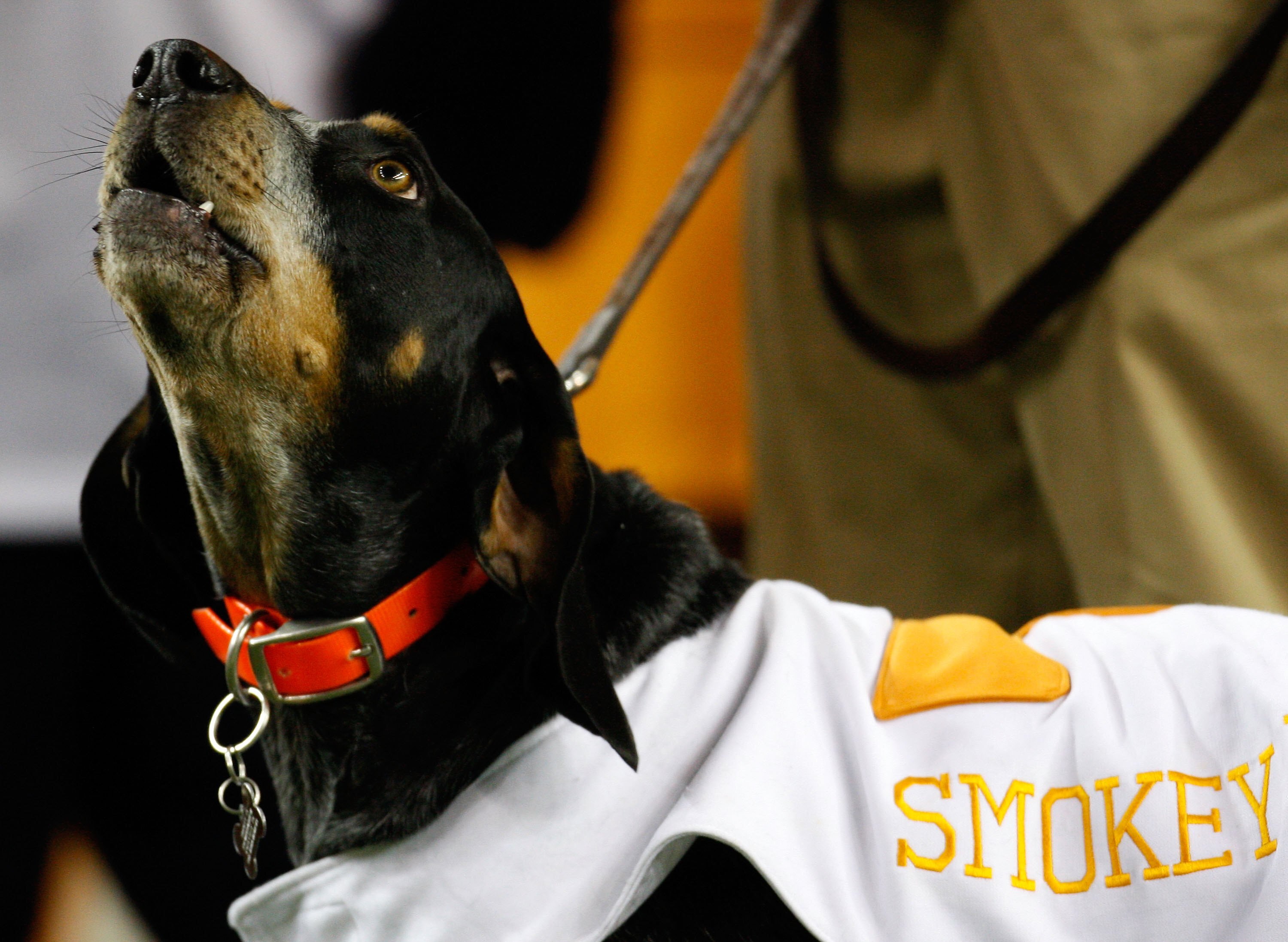 ATLANTA - DECEMBER 31:  Tennessee Volunteers mascot Smokey IX howls during pre-game introductions before the Chick-Fil-A Bowl against the Virginia Tech Hokies at the Georgia Dome on December 31, 2009 in Atlanta, Georgia.  Virginia Tech beat Tennessee 37-1