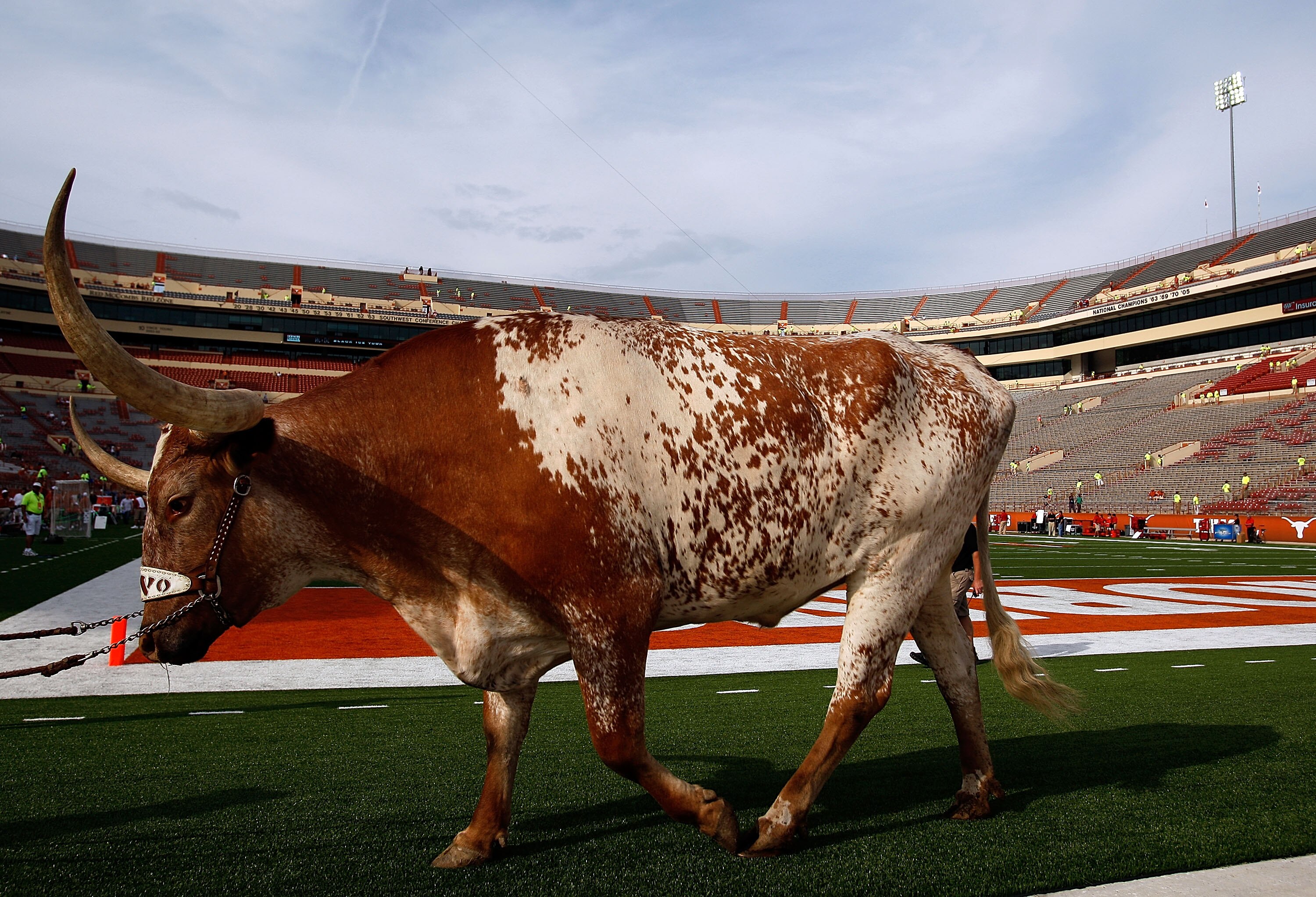 AUSTIN, TX - SEPTEMBER 19:  The Texas Longhorns mascot 'Bevo' walks on the field before a game against the Texas Tech Red Raiders at Darrell K Royal-Texas Memorial Stadium on September 19, 2009 in Austin, Texas.  (Photo by Ronald Martinez/Getty Images)