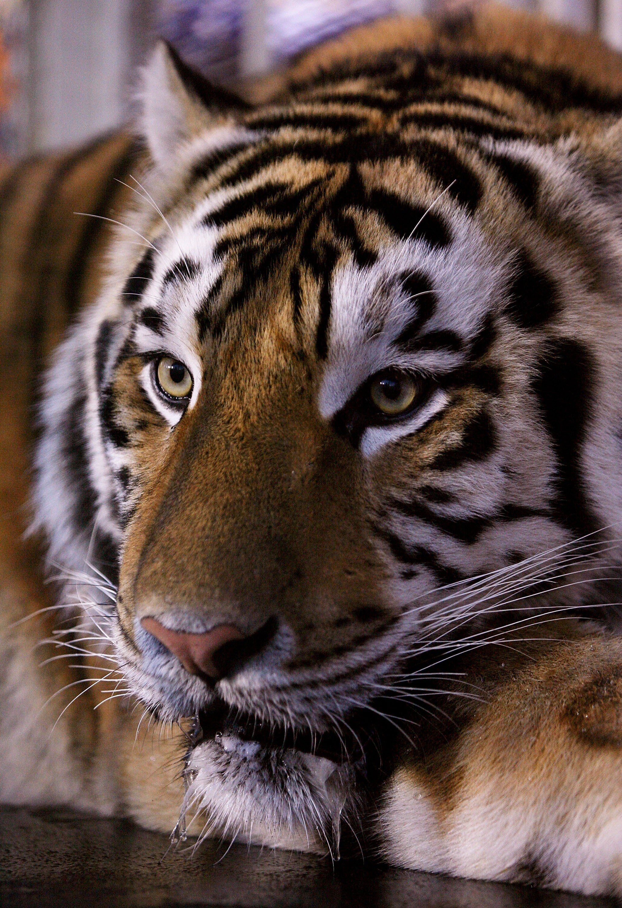 BATON ROUGE, LA - OCTOBER 06:  LSU mascot Mike VI, a Bengal/Siberian mixed tiger, is displayed on the field before the Florida Gators take on the LSU Tigers at Tiger Stadium on October 6, 2007 in Baton Rouge, Louisiana.  (Photo by Doug Benc/Getty Images)