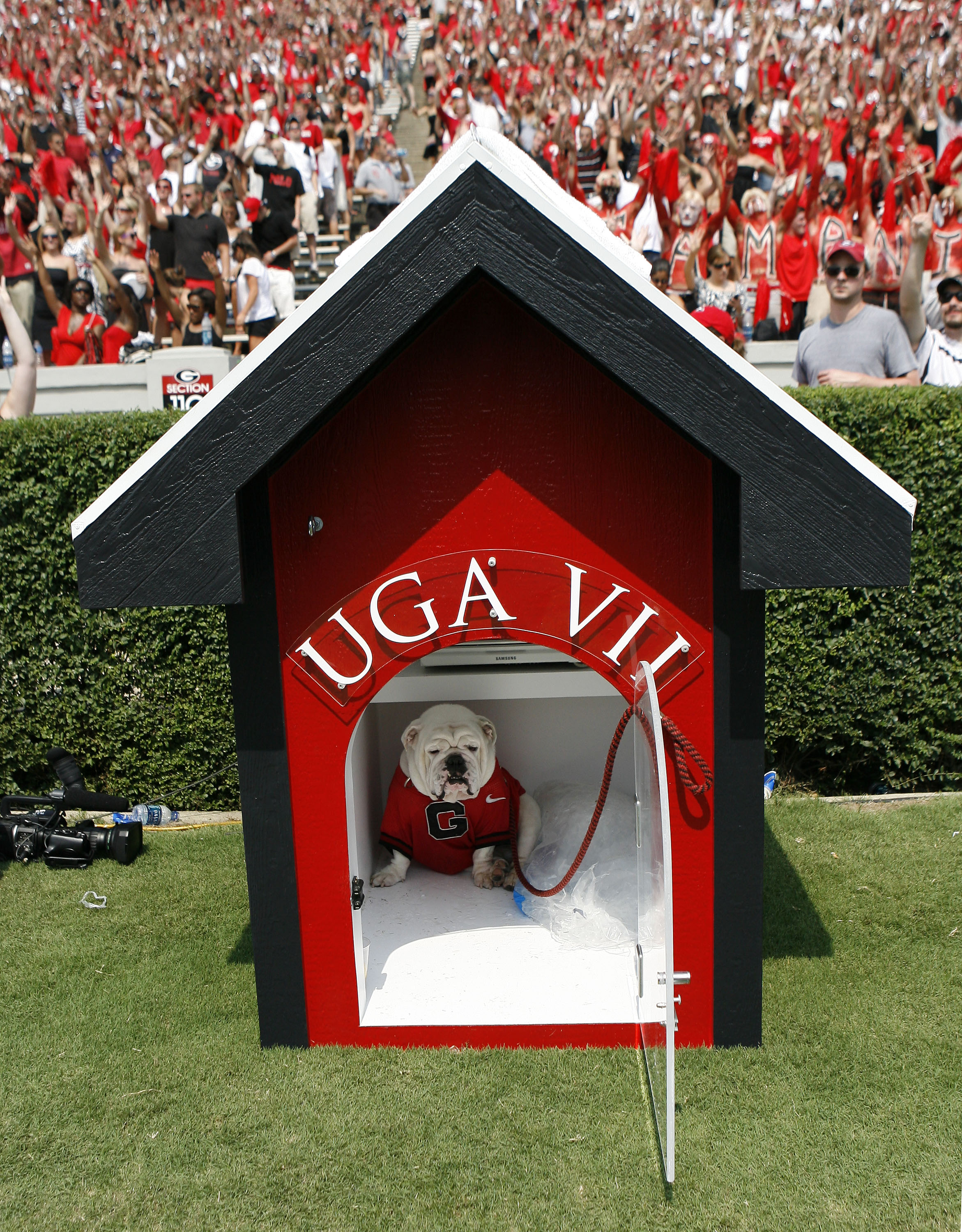 ATHENS - AUGUST 30:  The University of Georgia's new mascot, UGA VII, sits in his doghouse during the game between the Georgia Bulldogs and the Georgia Southern Eagles at Sanford Stadium on August 30, 2008 in Athens, Georgia.  The Bulldogs beat the Eagles