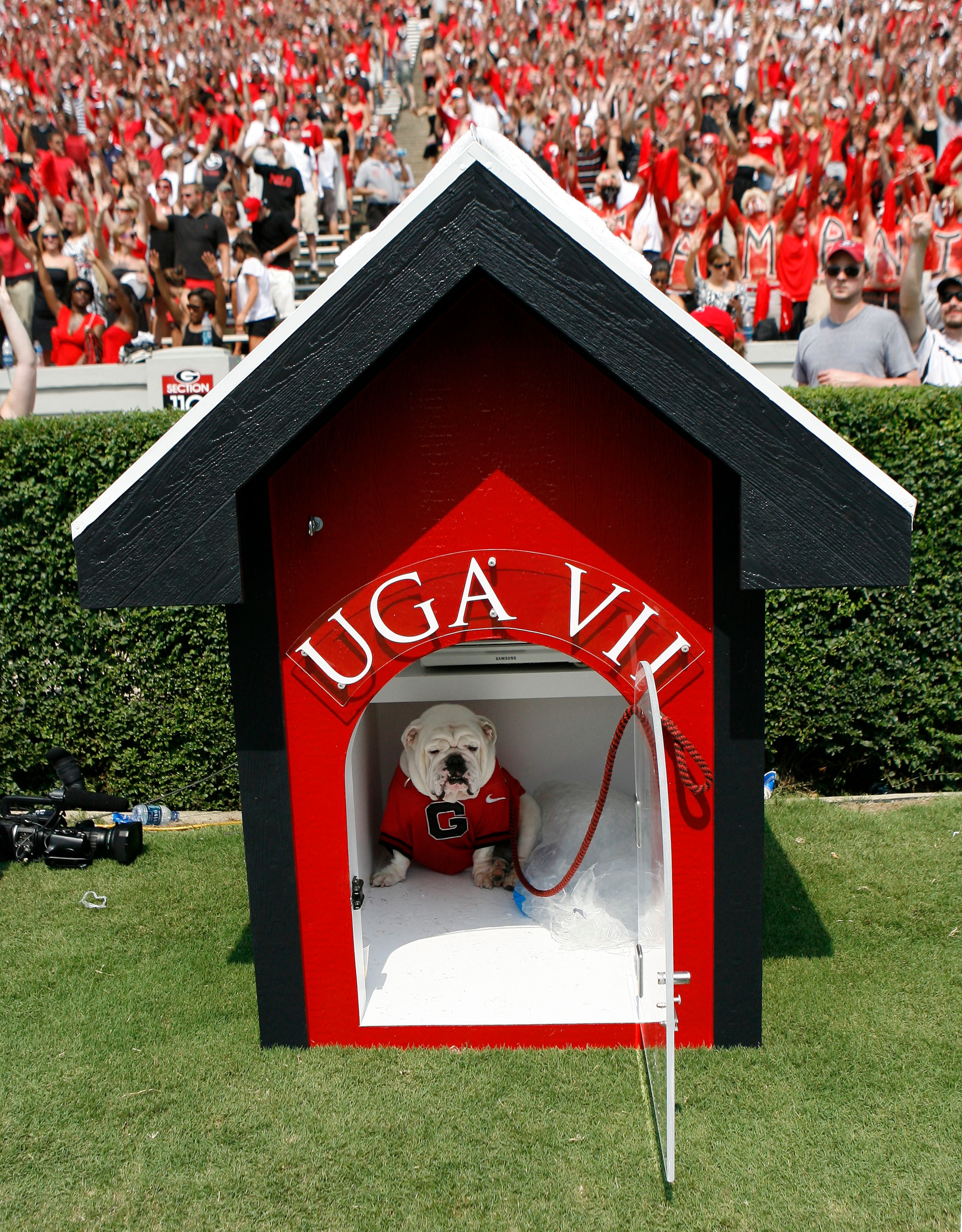 ATHENS - AUGUST 30:  The University of Georgia's new mascot, UGA VII, sits in his doghouse during the game between the Georgia Bulldogs and the Georgia Southern Eagles at Sanford Stadium on August 30, 2008 in Athens, Georgia.  The Bulldogs beat the Eagles